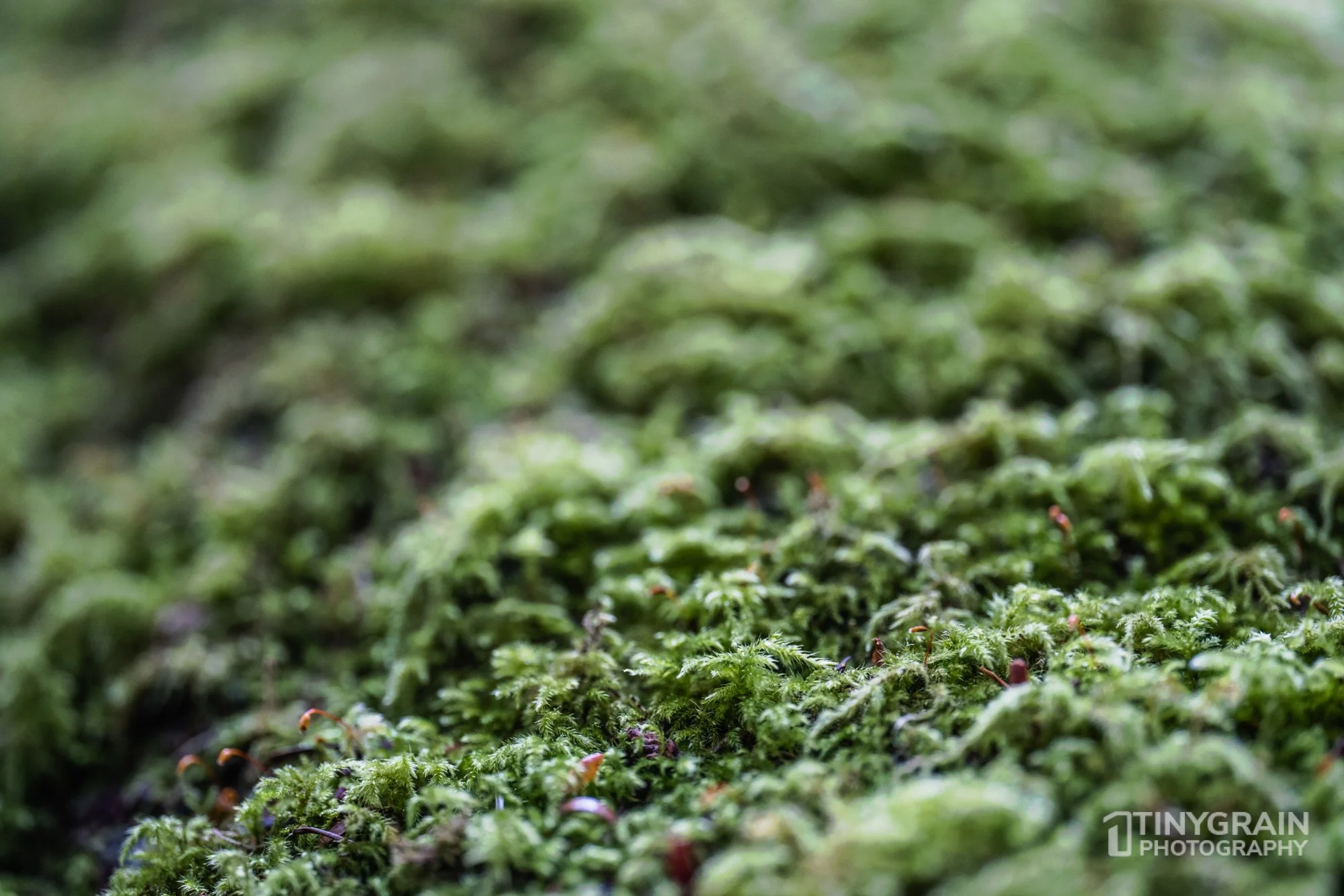 20230503-SalalTrailHike-A7402537-the-sea-ranch-marine-conservation-pacific-ocean-salal-trail-hike-micro-growth.jpg