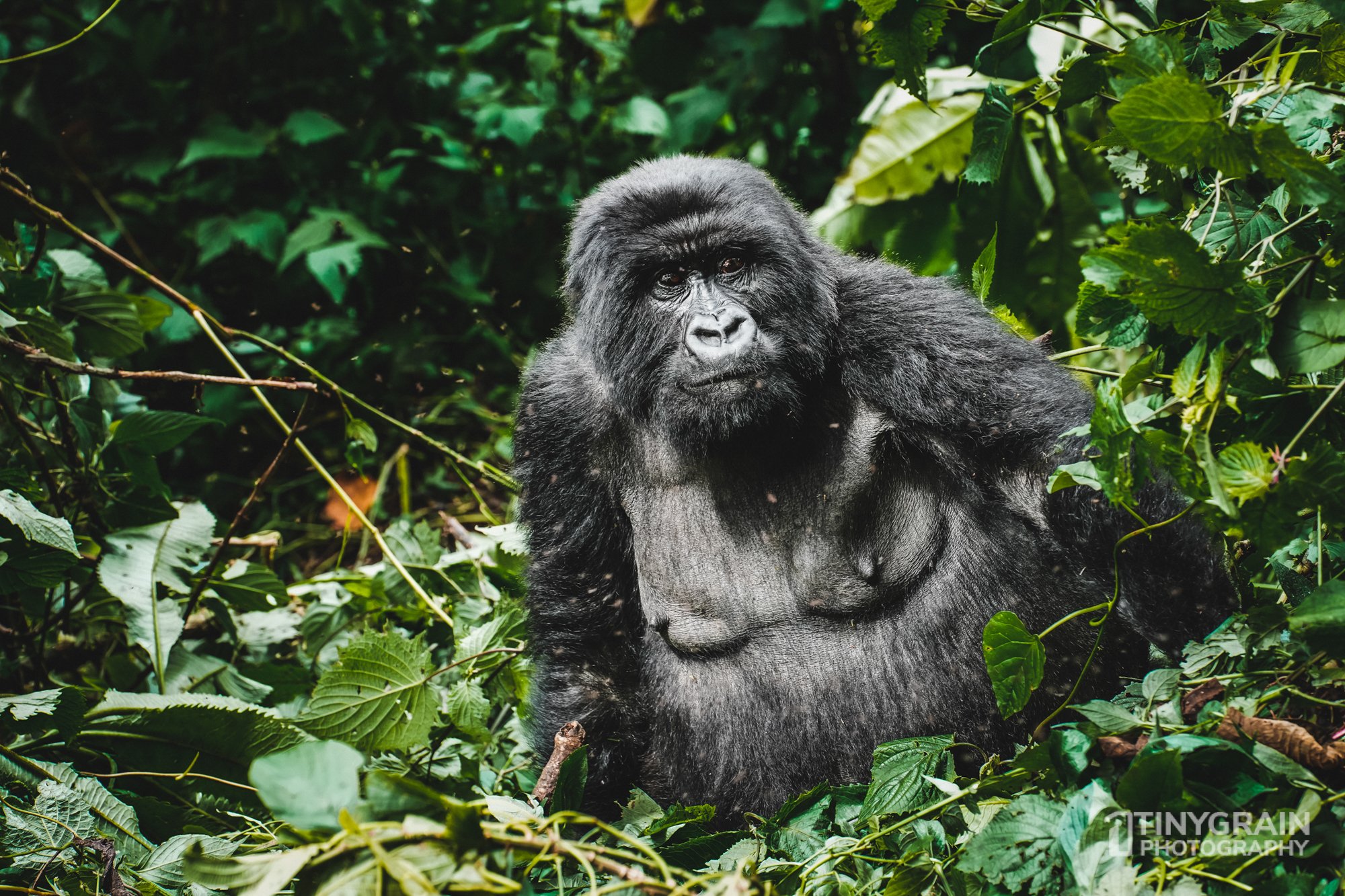Female Mountain Gorilla watching over the family.