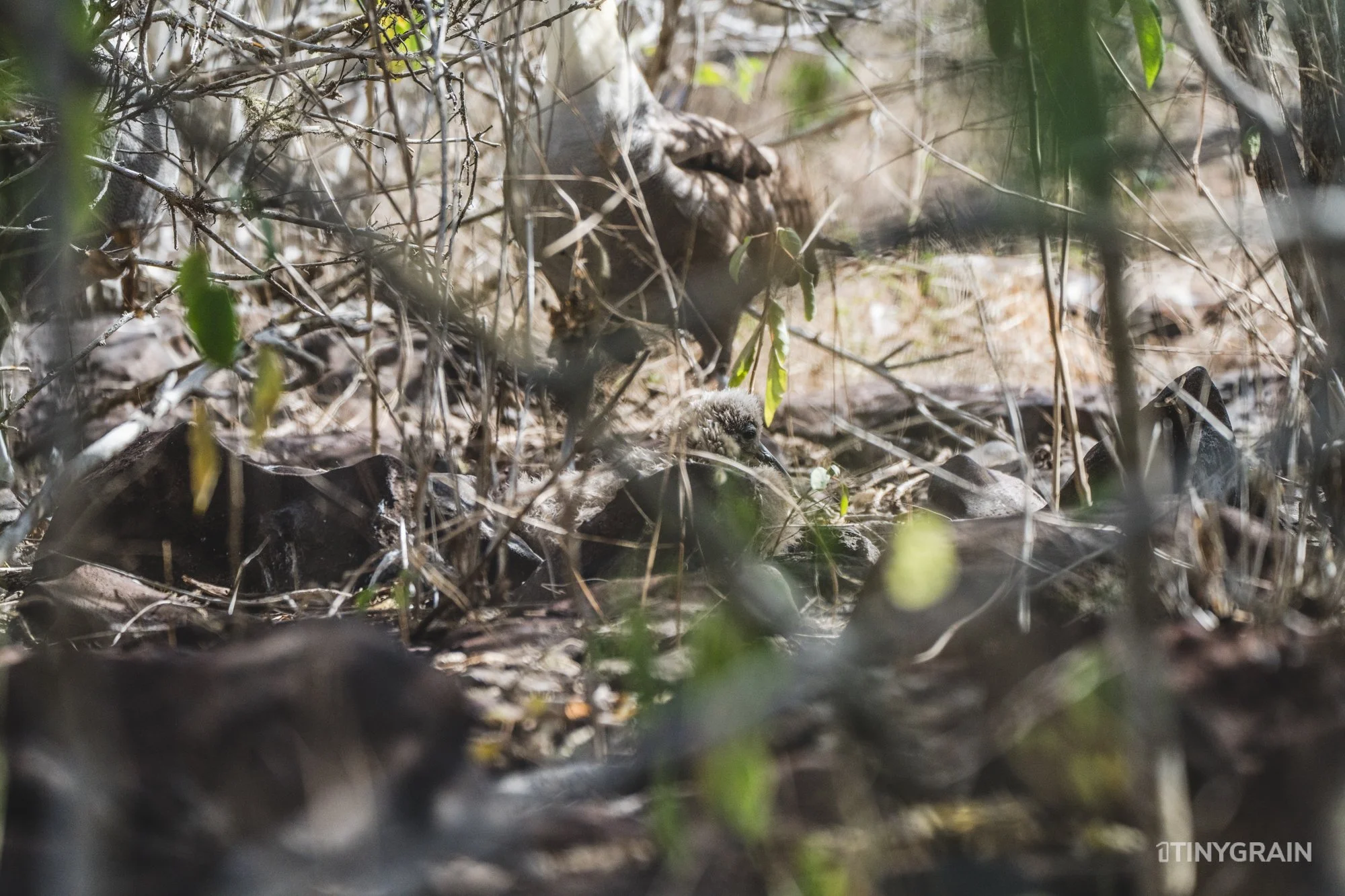 Hidden in the thick brush, this fledgling is well protected.