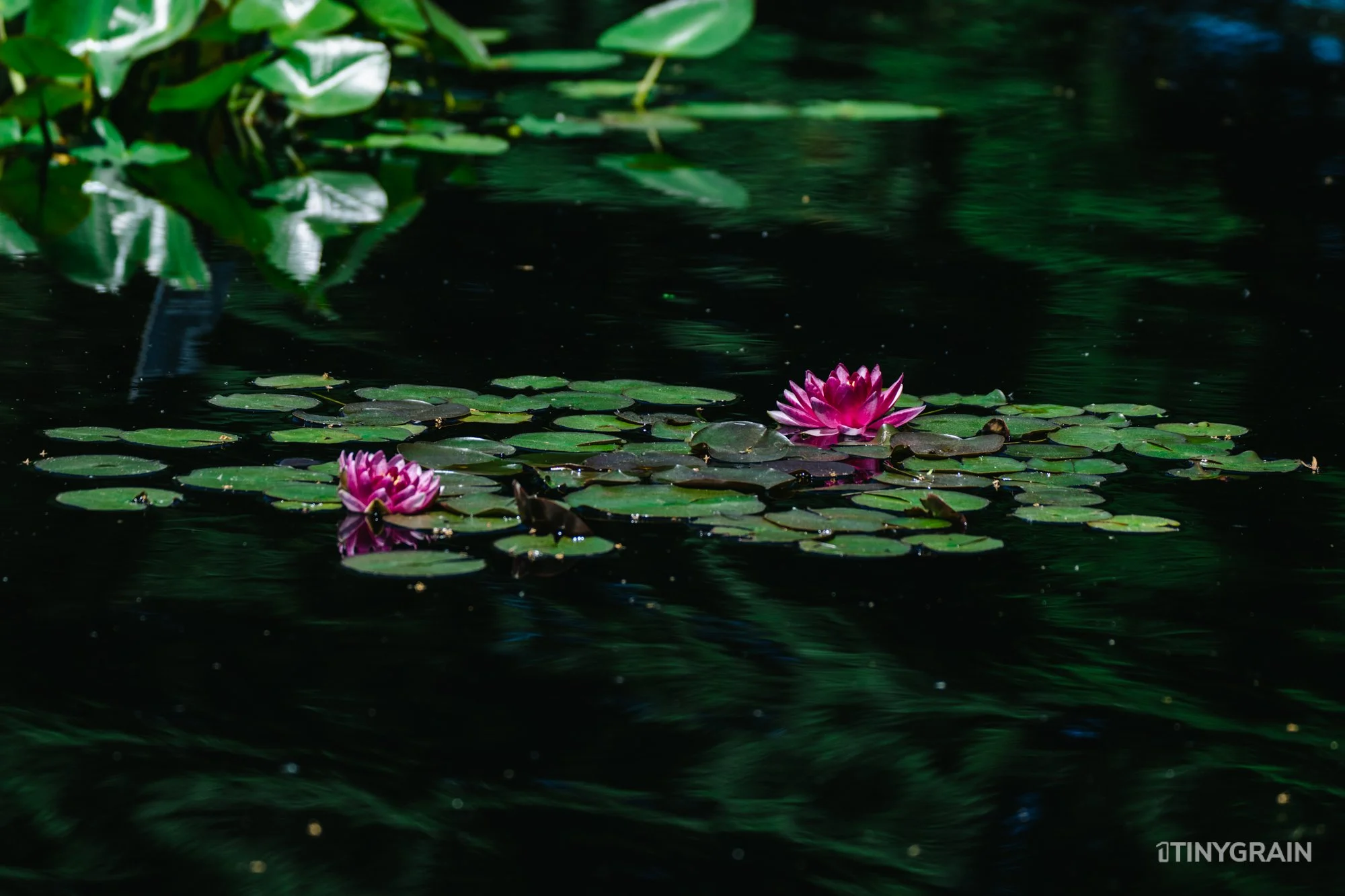 A7504016-Colorado-Denver-BotanicalGardens-WaterLily.jpg