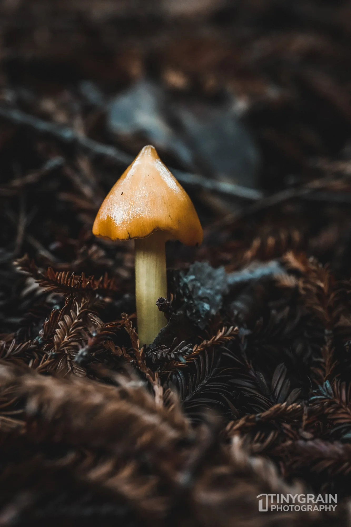 202212-TSR-SalalTrail-A7406353-the-sea-ranch-conservation-pacific-ocean-fungi.jpg