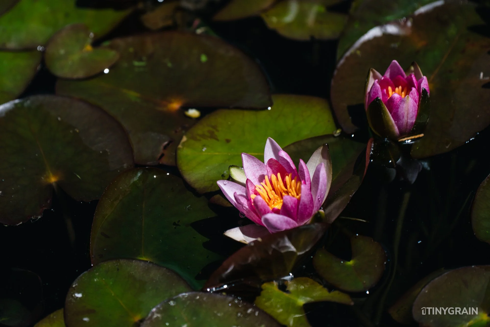 A7504162-Colorado-Denver-BotanicalGardens-WaterLily.jpg