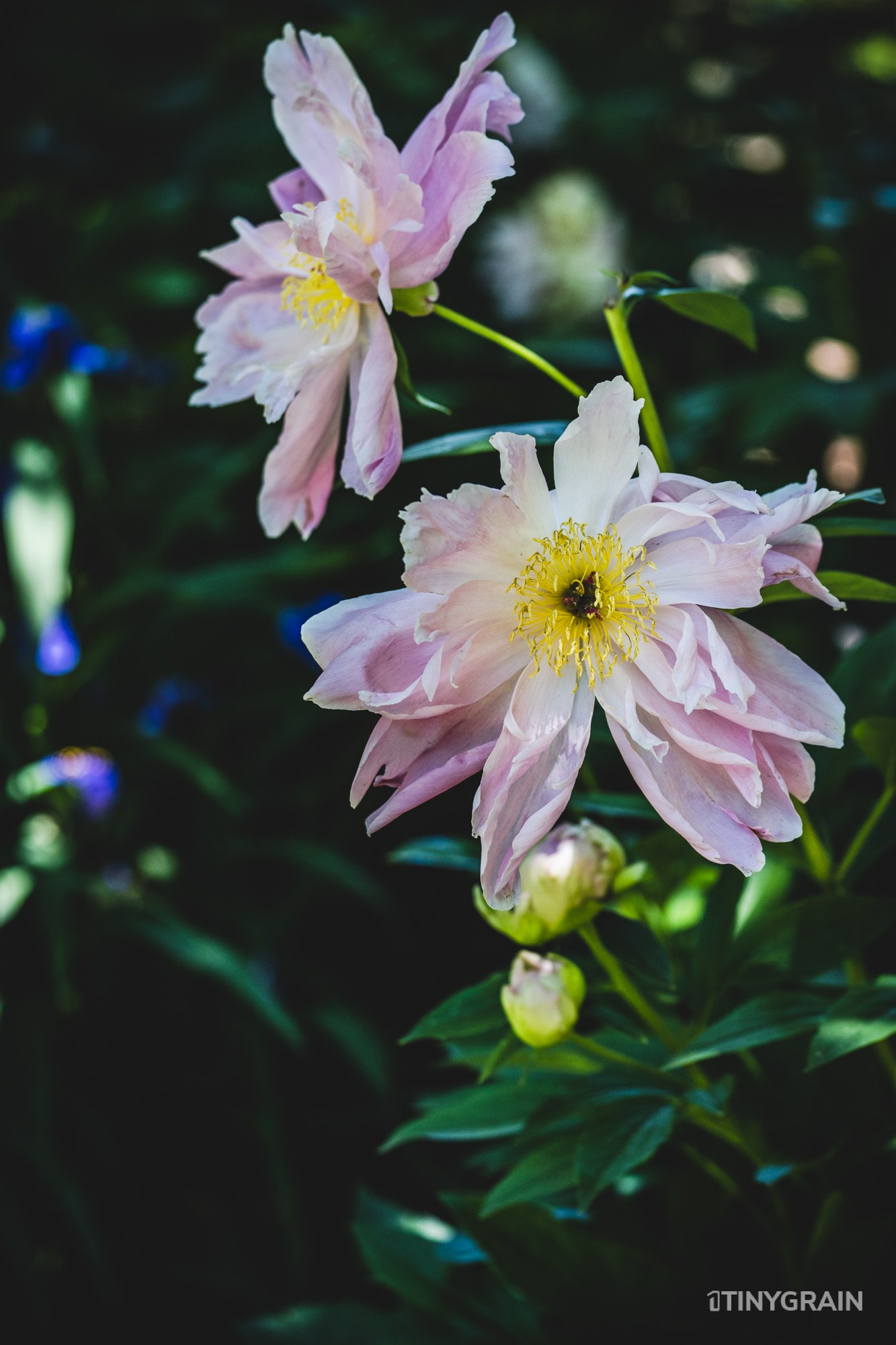 A7504120-Colorado-Denver-BotanicalGardens.jpg