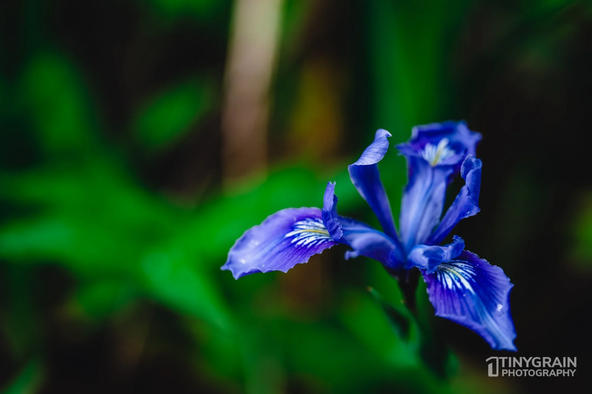 20230503-SalalTrailHike-A7402382-the-sea-ranch-marine-conservation-pacific-ocean-salal-trail-hike-flower-wild-iris.jpg