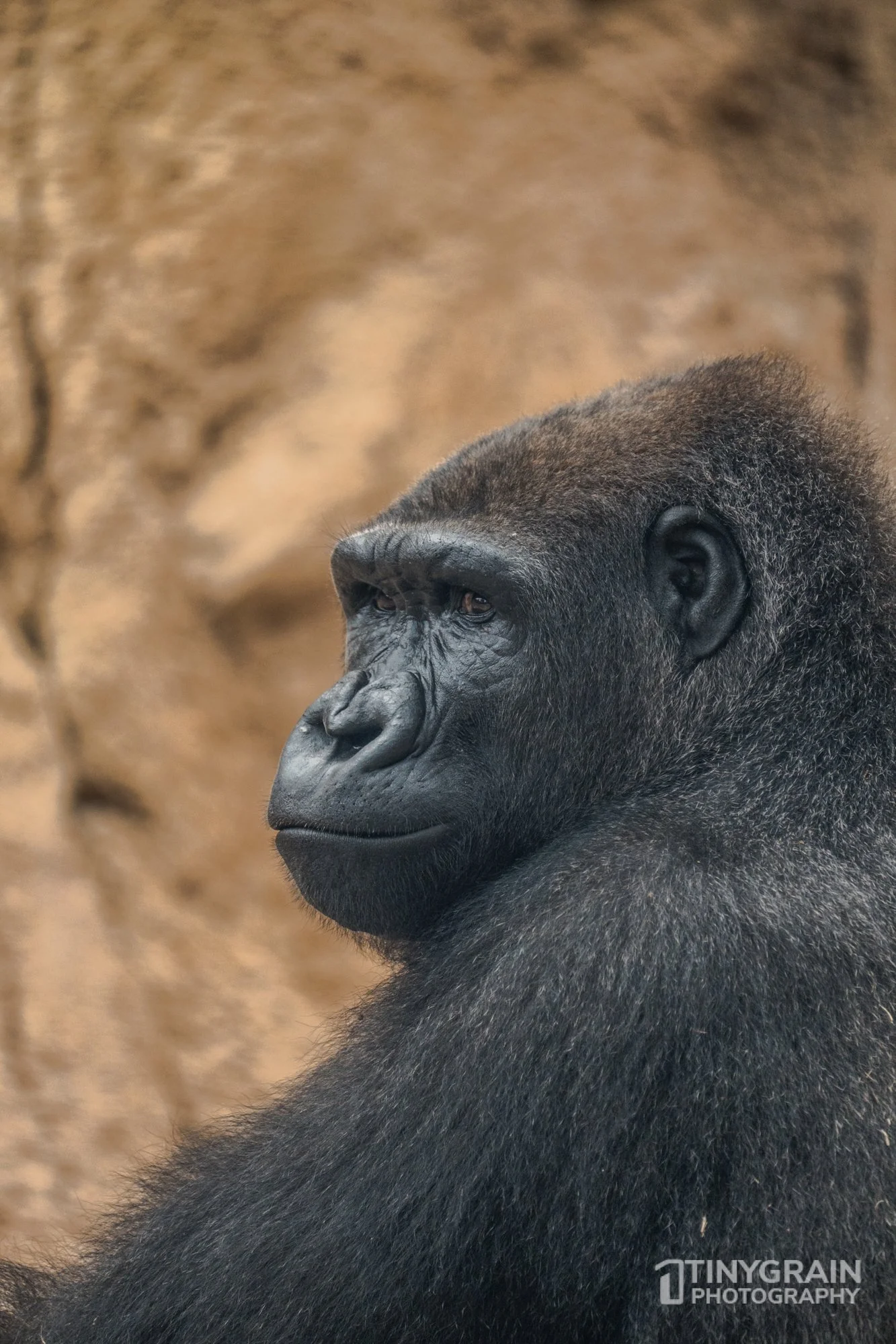 2023-04-HoustonZoo-A7401397-western-lowland-gorilla-wildlife-conservation.jpg