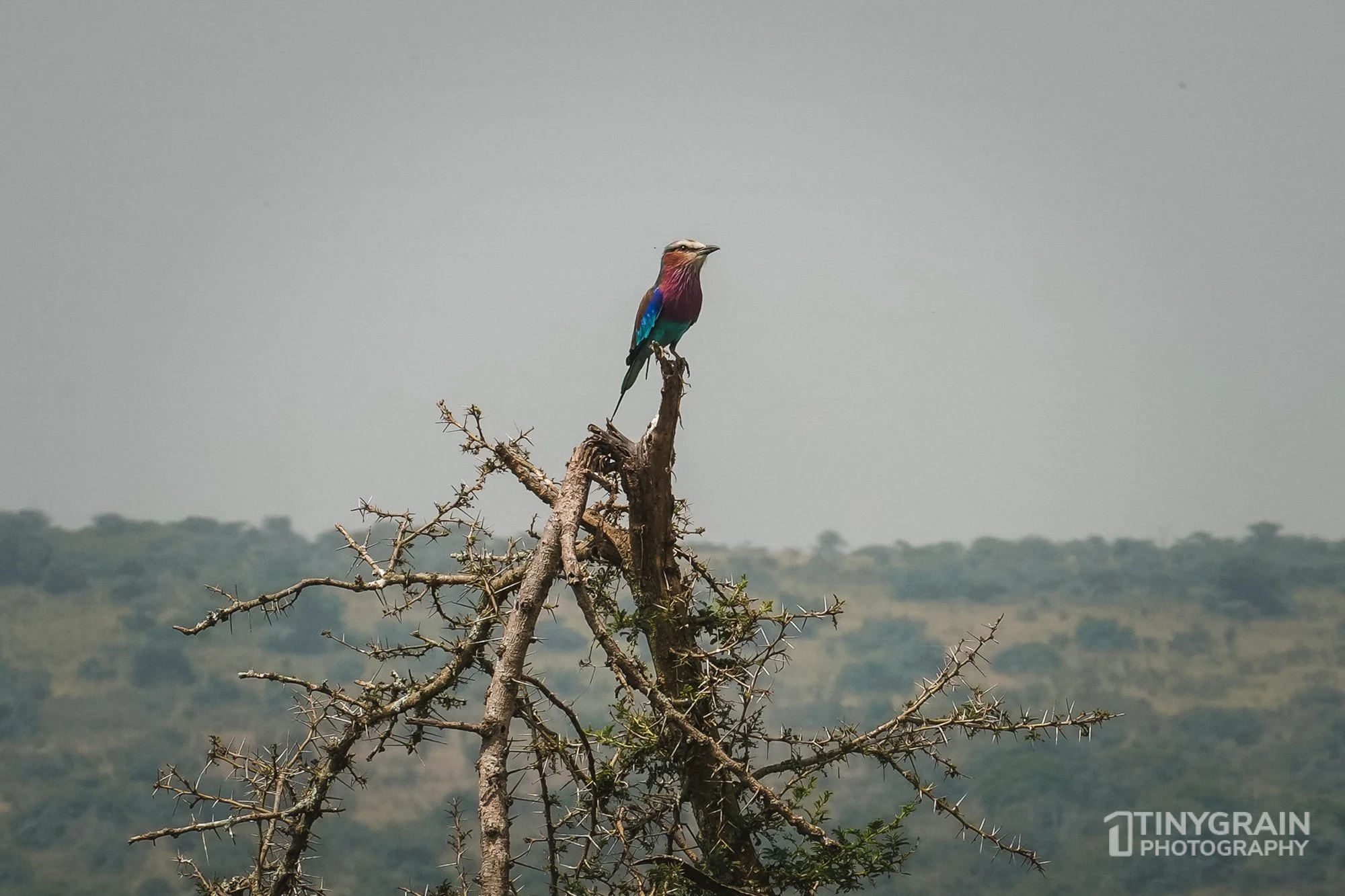 202201-Rwanda-A7400446-akageranationalpark-kingfisher-wildlife-conservation.jpg