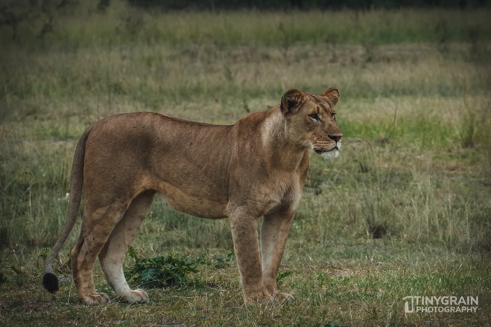 202201-Rwanda-A7409984-akageranationalpark-wildlife-conservation-lioness-hunting.jpg