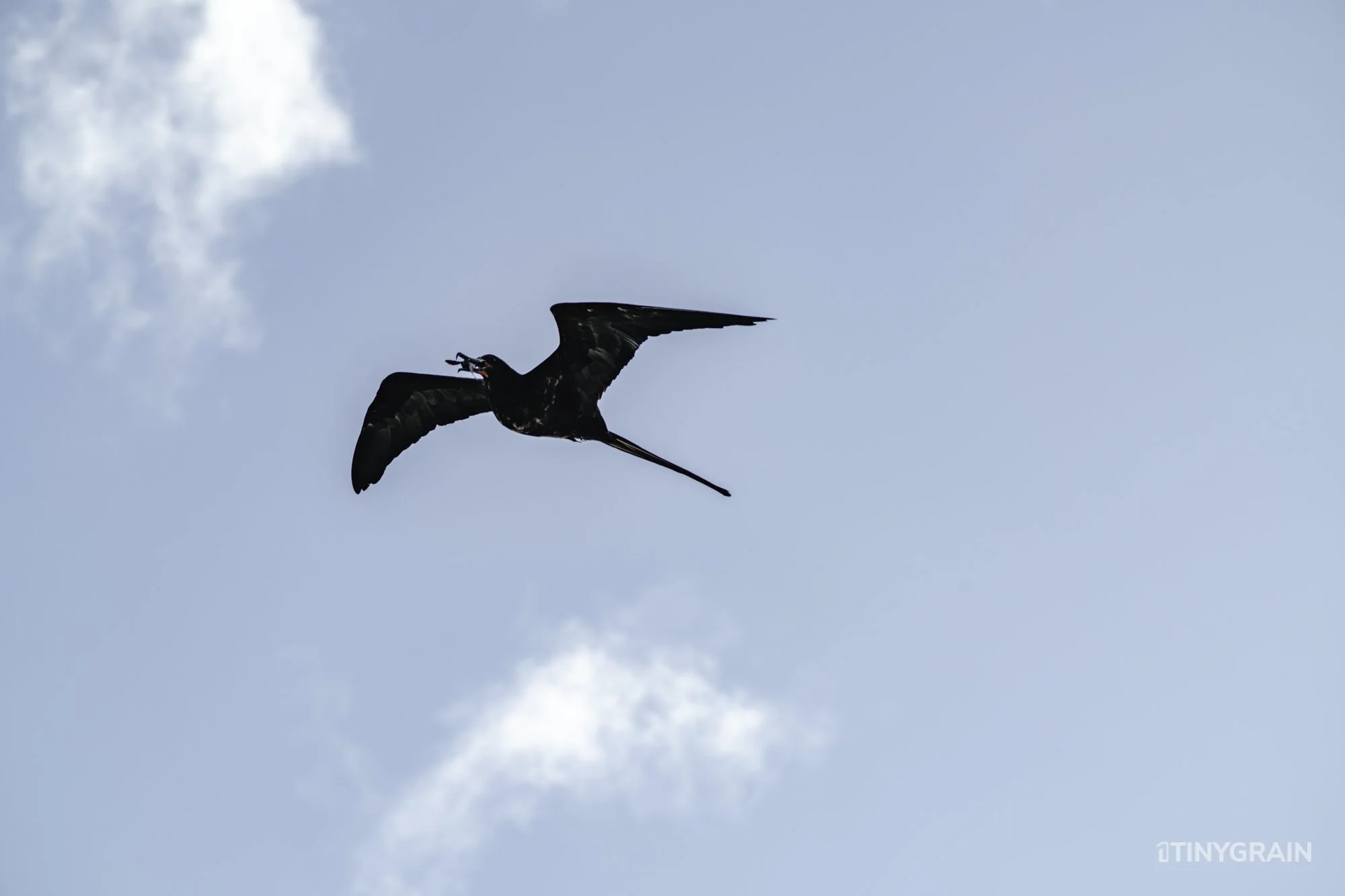 20230806-Galapagos-09-IslaFloreana-ComorantPoint-A7500120-galapagos-islands-ecuador-wildlife-marine-conservation-species-darwin.jpg