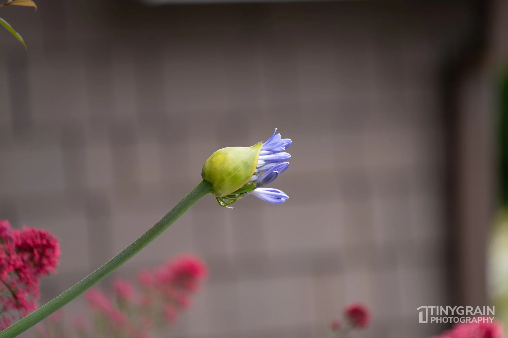 20230528-Sausalito-A7503236-bay-area-sausalito-flower.jpg