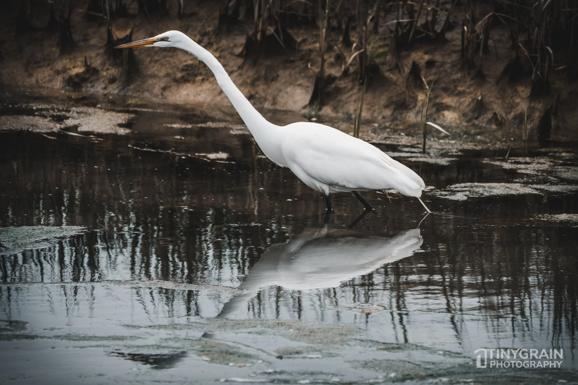 20230528-Sausalito-A7503395-bay-area-sausalito-egret.jpg