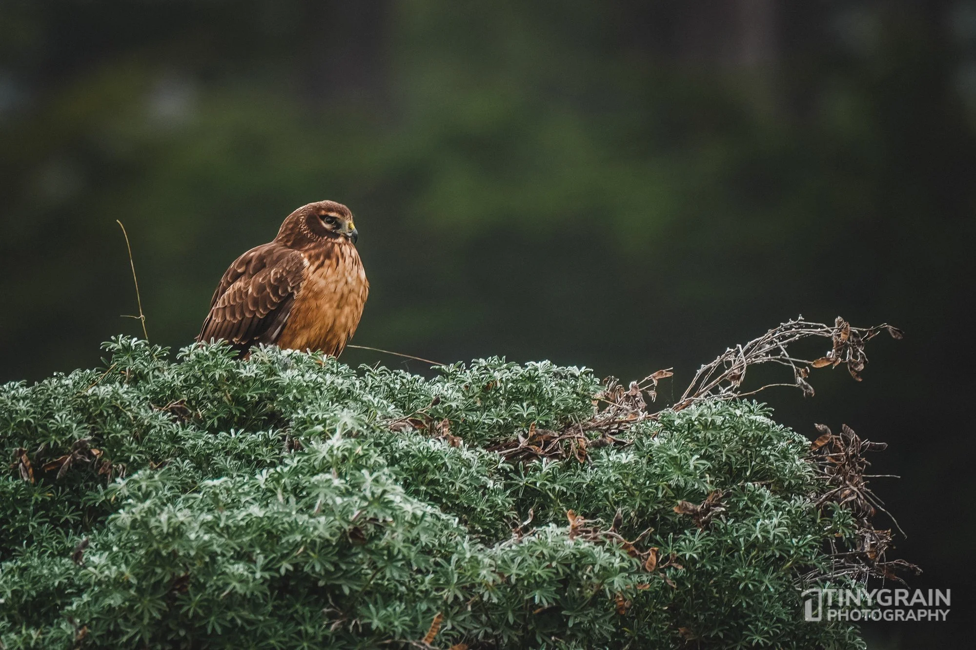 202212-TSR-NorthBluffWalk-A7406533-the-sea-ranch-marine-conservation-pacific-ocean-red-shouldered-hawk.jpg