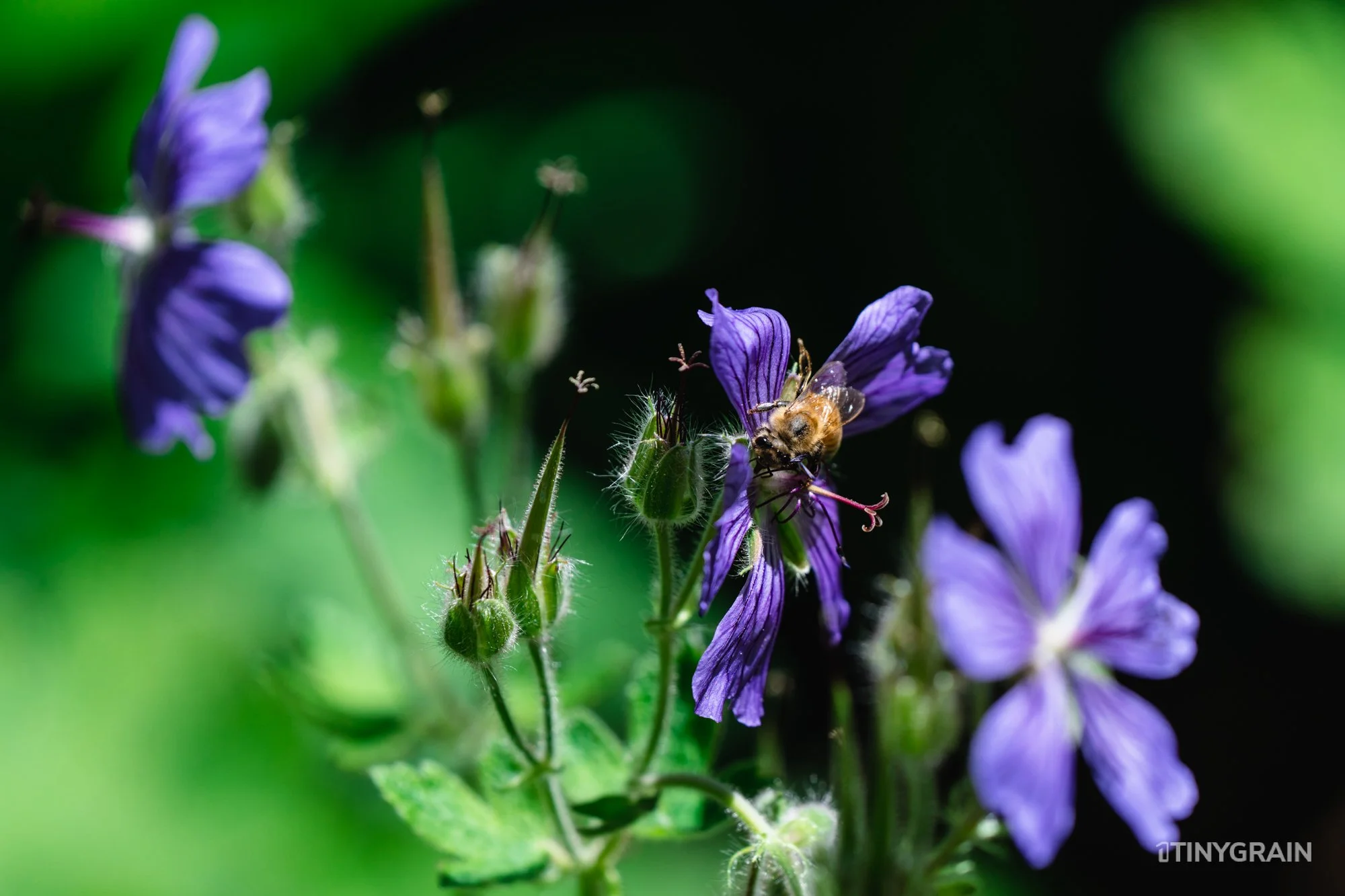 A7504123-Colorado-Denver-BotanicalGardens-Bee.jpg