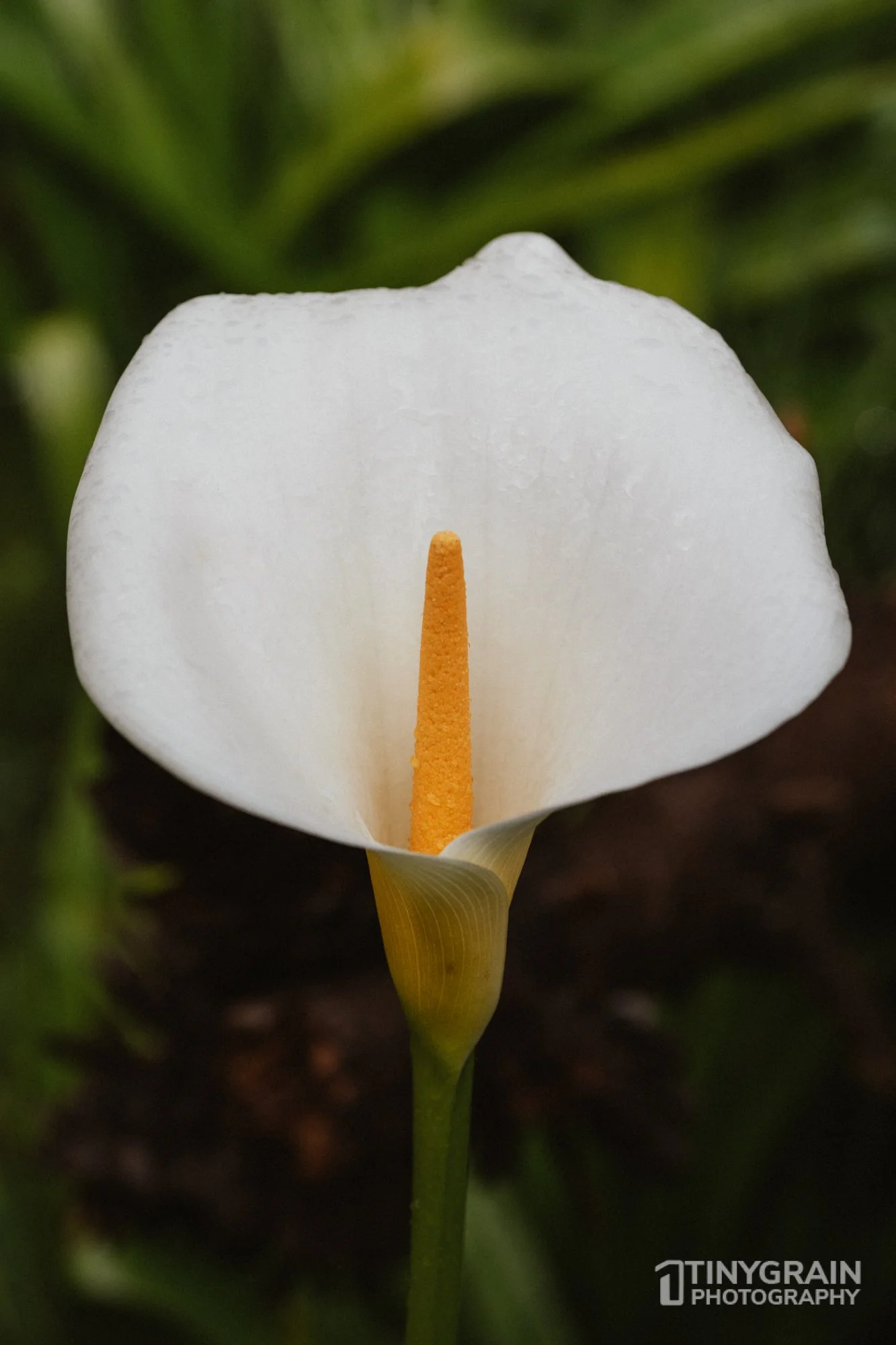 20230503-SalalTrailHike-A7402509-the-sea-ranch-marine-conservation-pacific-ocean-salal-trail-hike-peace-lily.jpg