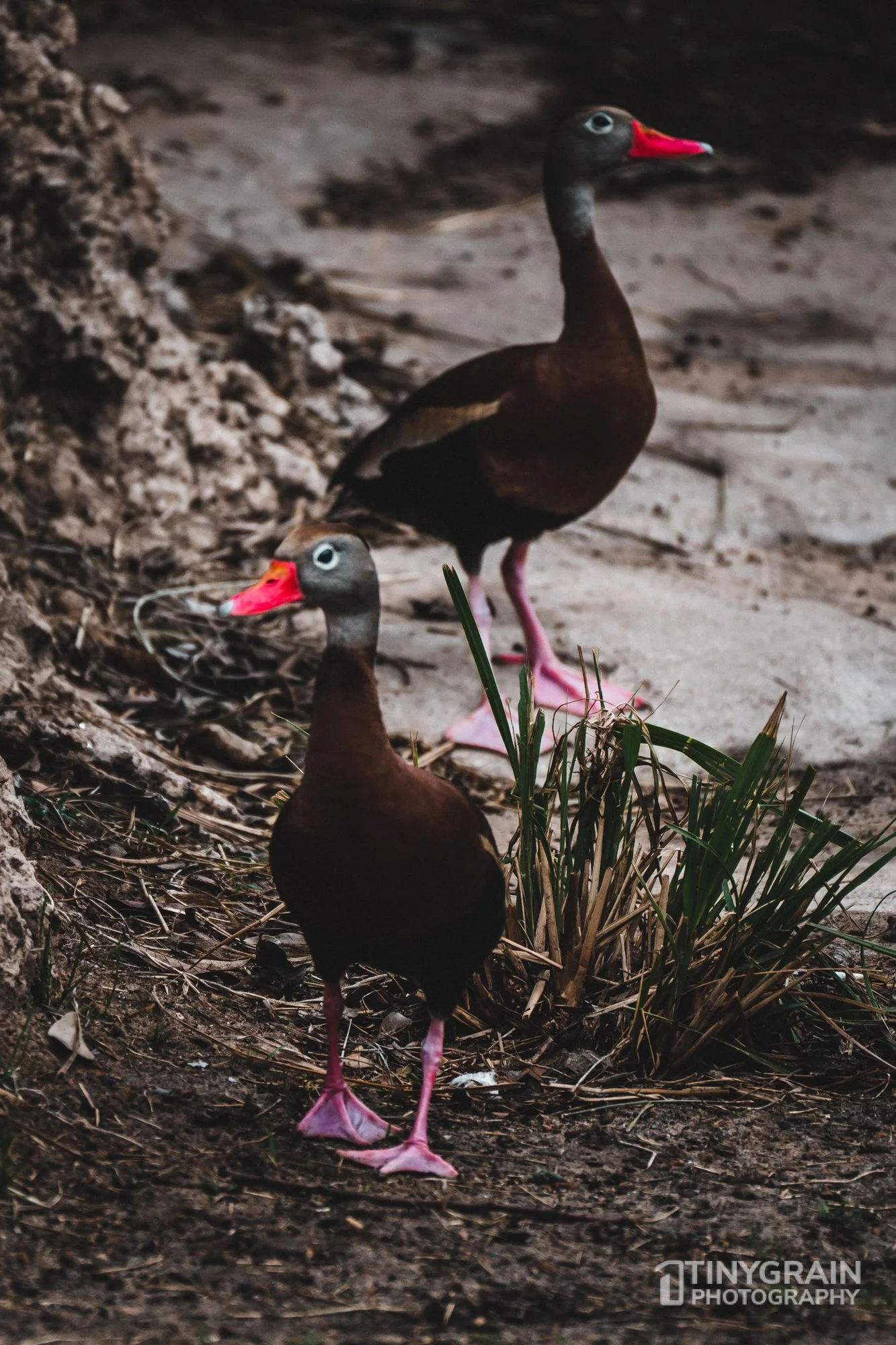 2023-04-HoustonZoo-A7401133-wildlife-conservation-black-bellied-whistling-ducks.jpg
