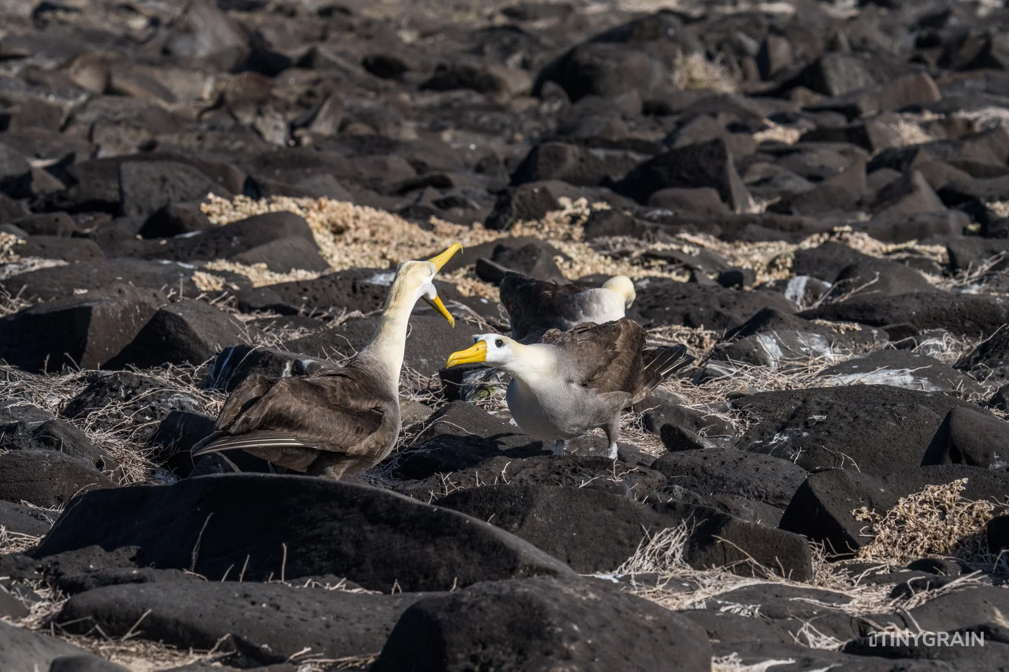 20230807-Galapagos-10-IslaEspanola-SuarezPoint-A7502145-galapagos-islands-ecuador-wildlife-marine-conservation-species-darwin.jpg