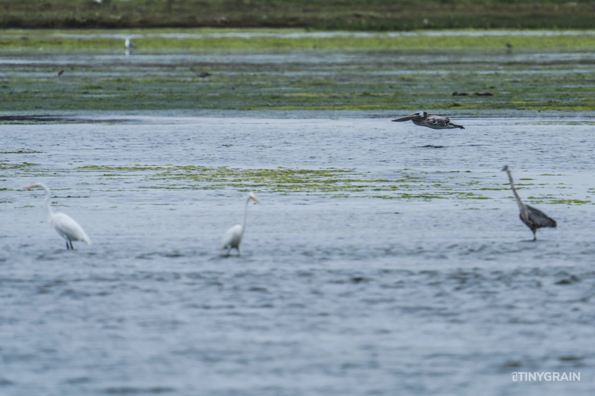20230715-StinsonBeach-BolinasLagoon-LowTide-A7500915-wildlife-conservation-heron-egret-pelican.jpg