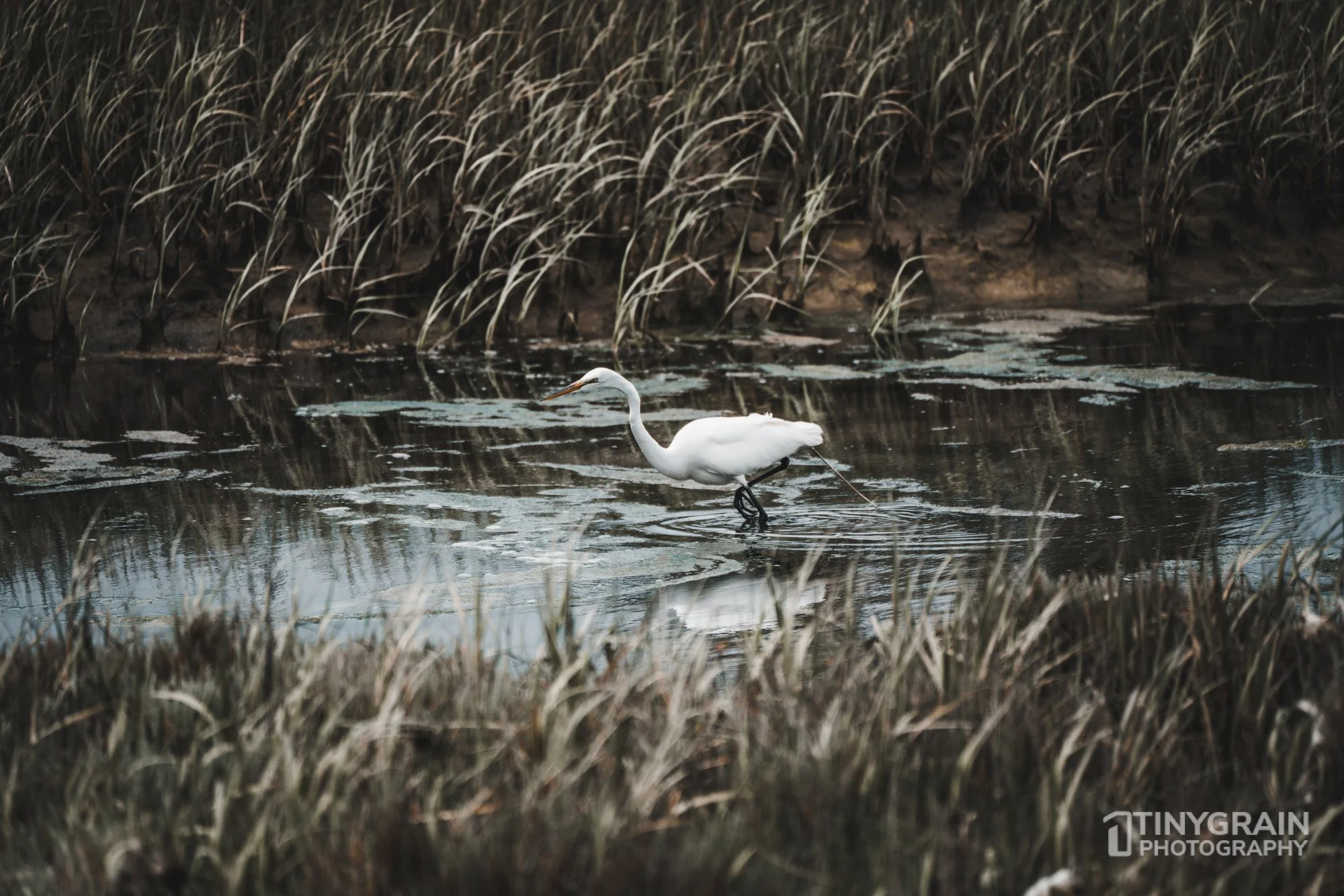 20230528-Sausalito-A7503415-bay-area-sausalito-egret.jpg