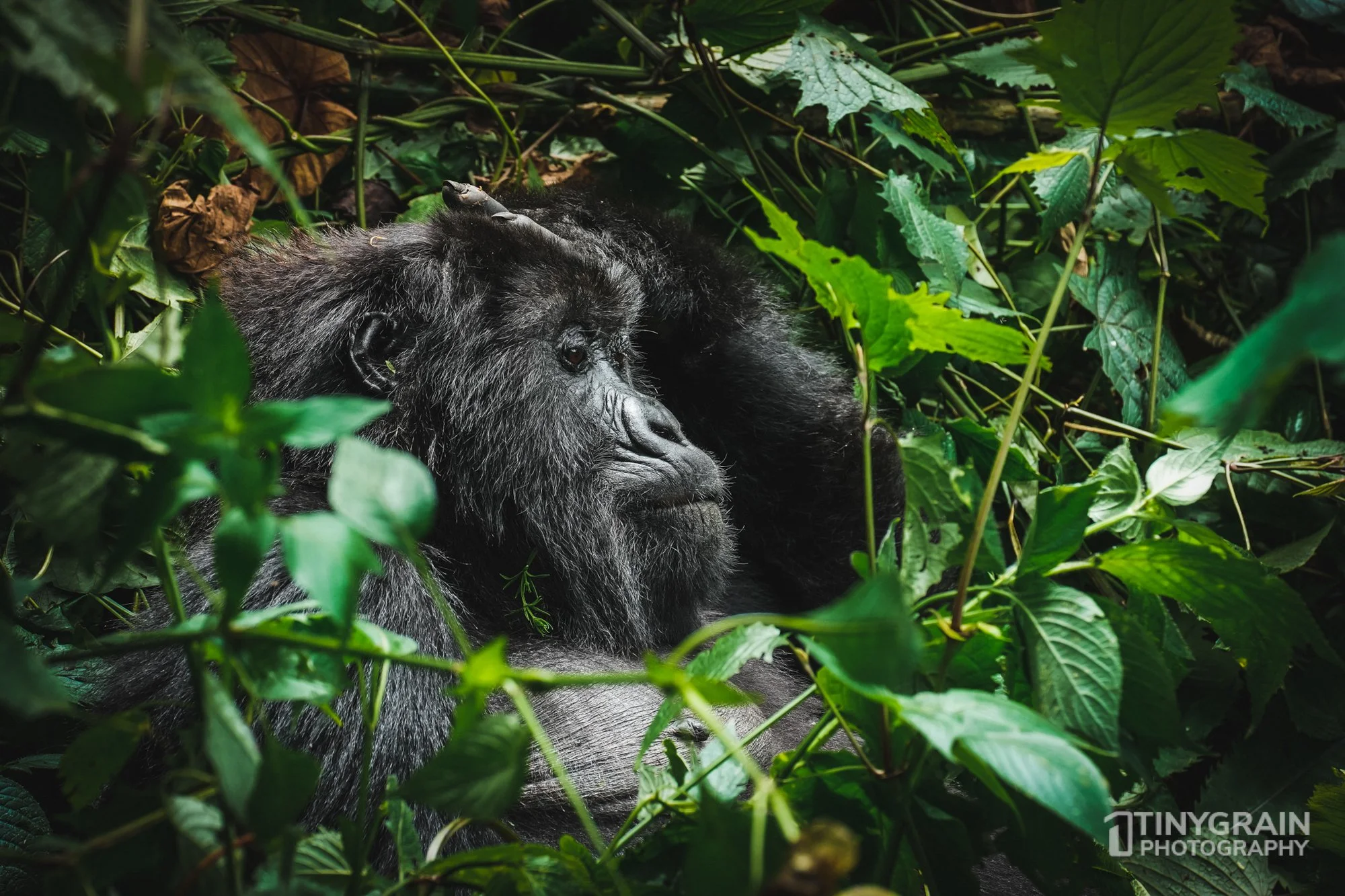 Mountain Gorillas of Rwanda
