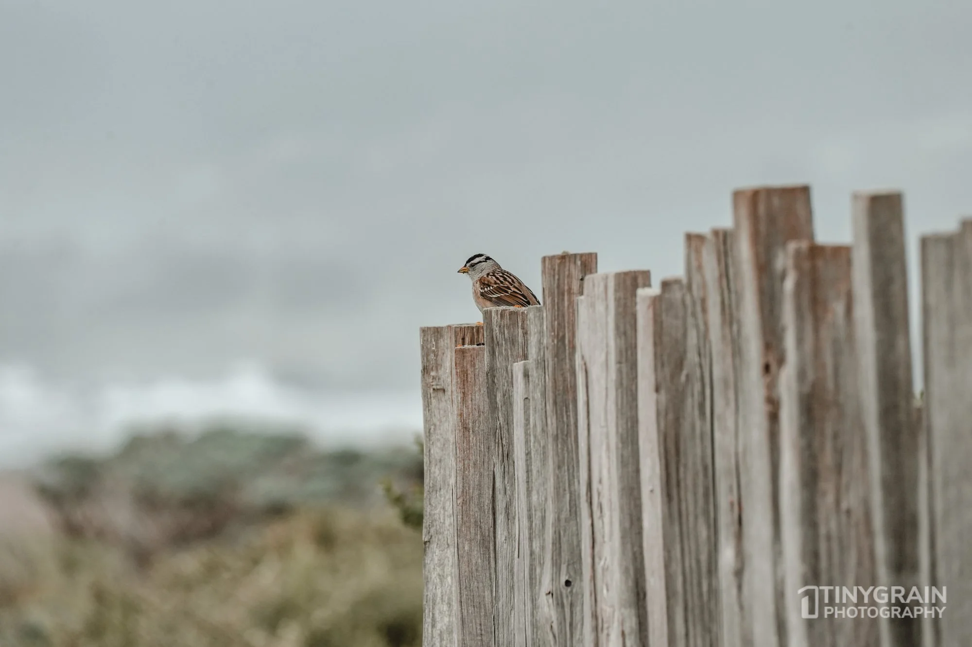 The Sea Ranch - The Land