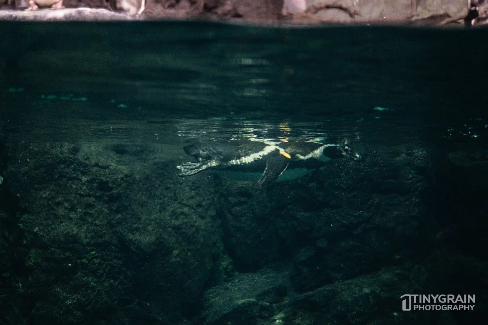 The Galápagos Islands Exhibit Opening - The Houston Zoo