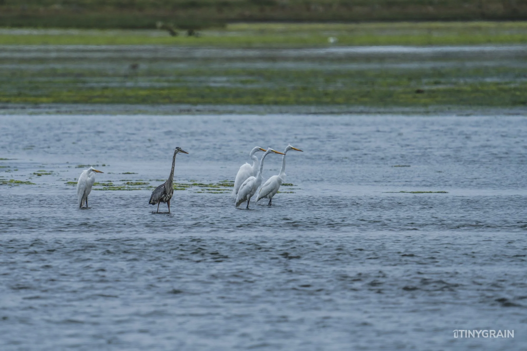 Bolinas Lagoon