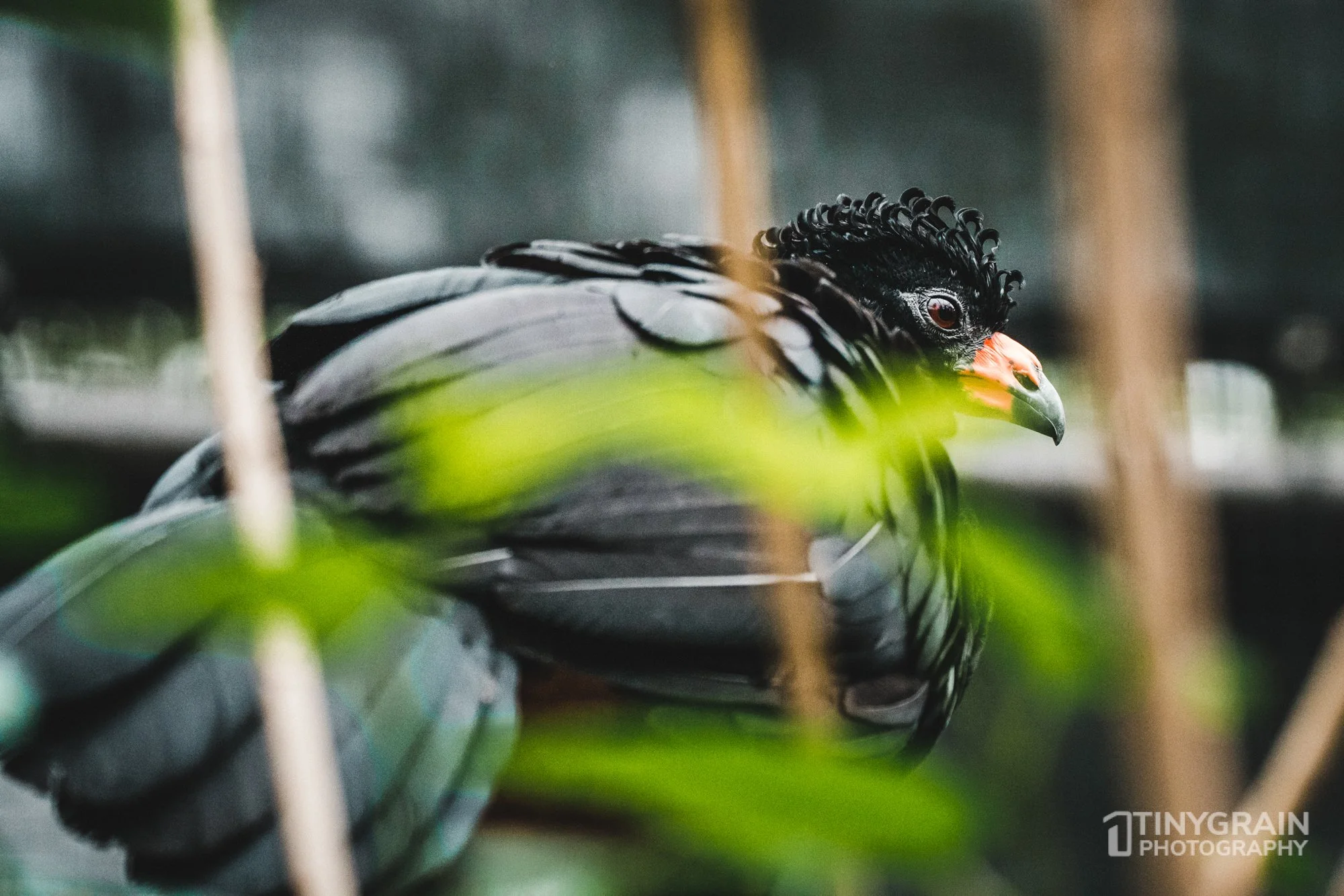 2023-04-HoustonZoo-A7401205-black-watted-currassow-wildlife-conservation.jpg