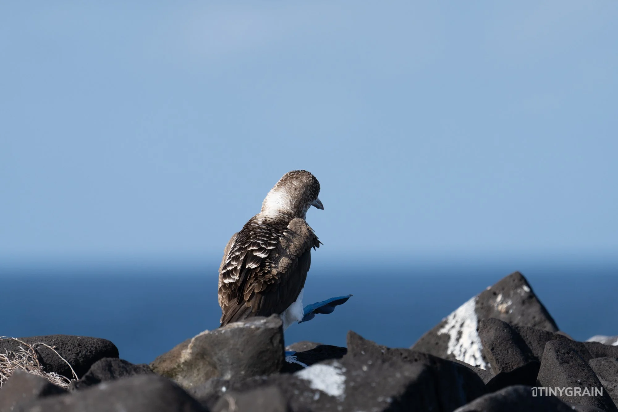 20230807-Galapagos-10-IslaEspanola-SuarezPoint-A7501814-galapagos-islands-ecuador-wildlife-marine-conservation-species-darwin.jpg