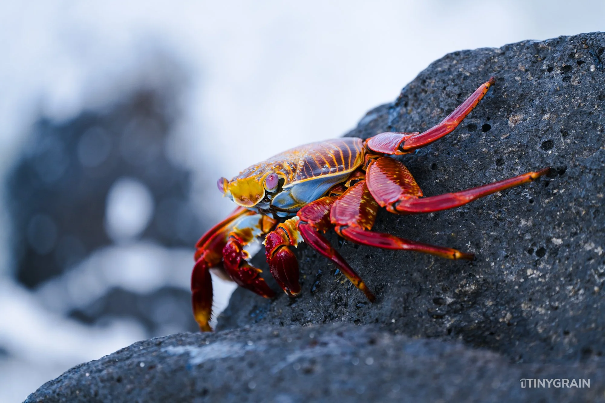 20230805-Galapagos-07-IslaSantaCruz-MosqueraIslet-A7507929-galapagos-islands-ecuador-wildlife-marine-conservation-species-darwin.jpg