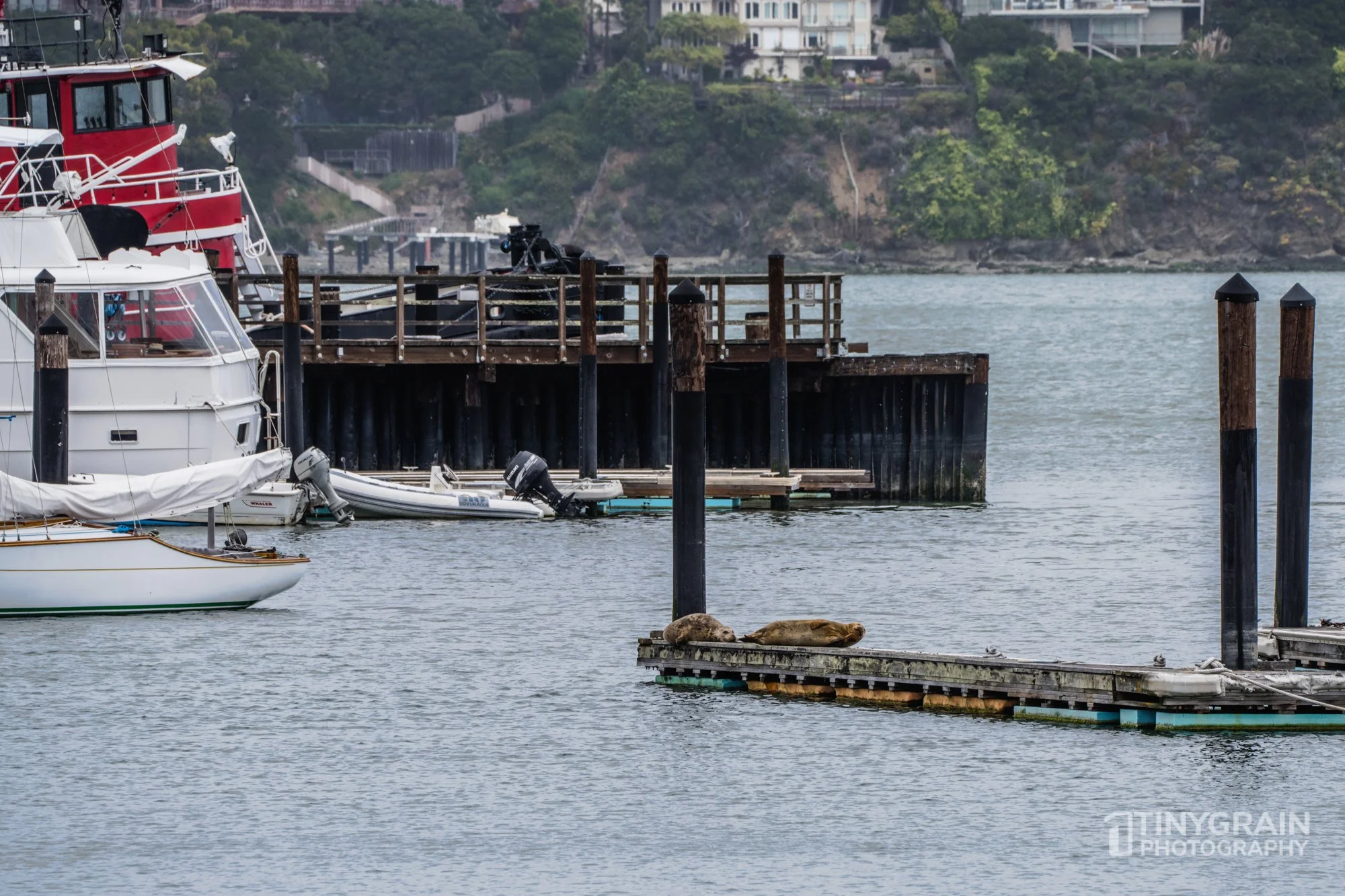 20230528-Sausalito-A7503339-bay-area-sausalito-downtown-pier-seals.jpg