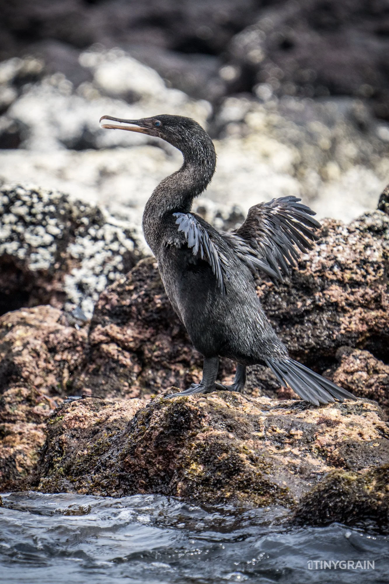20230803-Galapagos-04-IslaIsabela-UrbinaBay_MorenoPoint-A7505282-galapagos-islands-ecuador-wildlife-marine-conservation-species-darwin.jpg