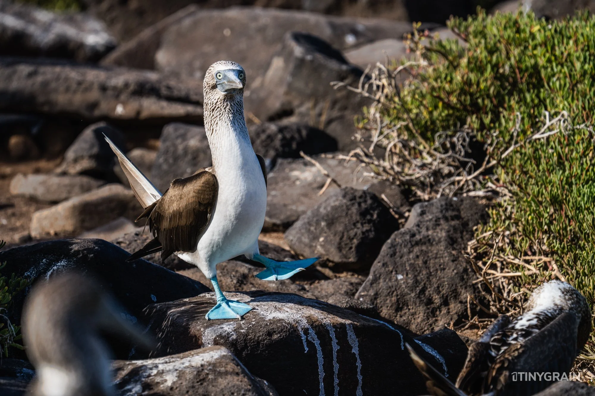 20230807-Galapagos-10-IslaEspanola-SuarezPoint-A7501860-galapagos-islands-ecuador-wildlife-marine-conservation-species-darwin.jpg