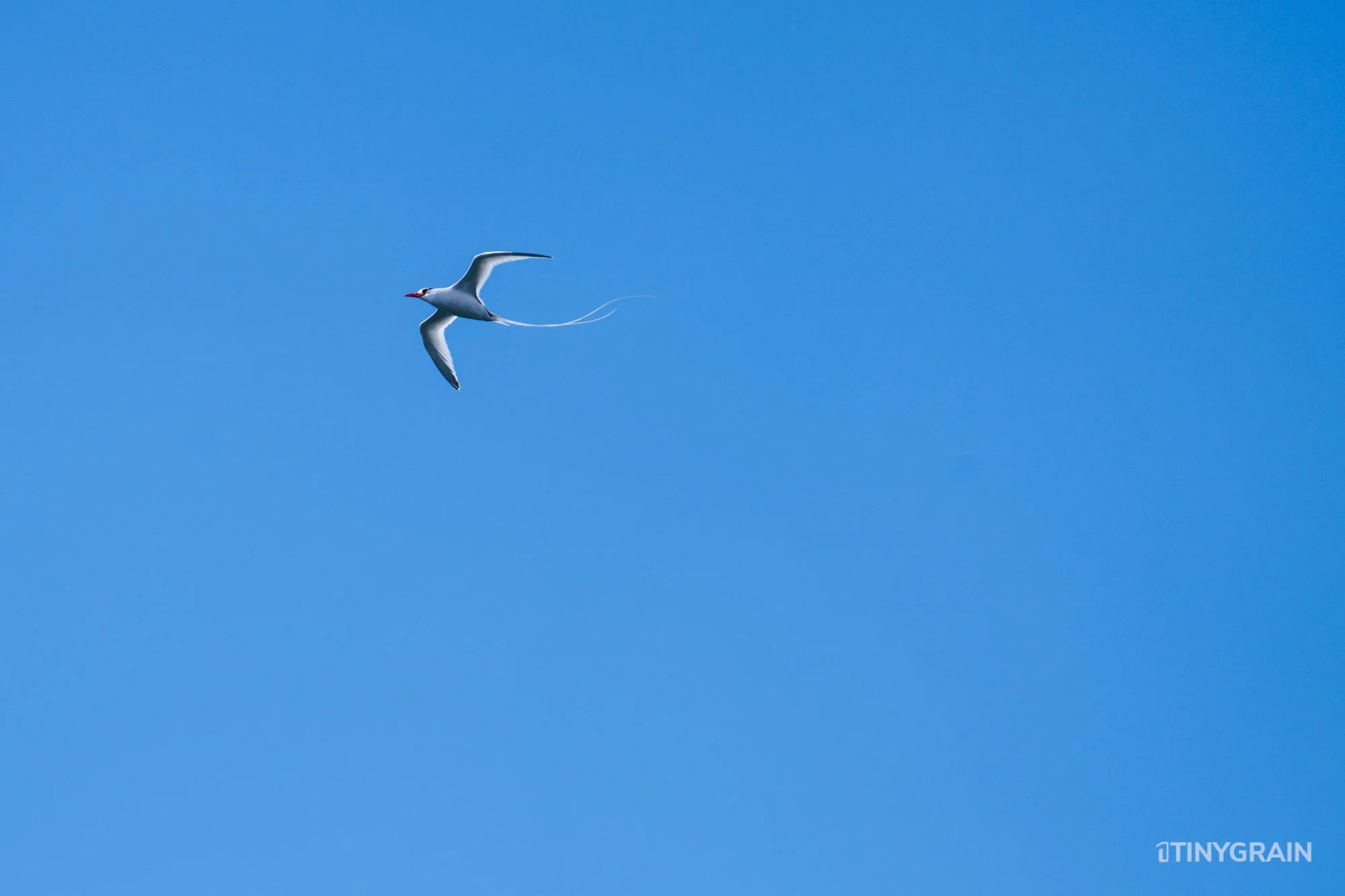 20230806-Galapagos-09-IslaFloreana-ComorantPoint-A7509457-galapagos-islands-ecuador-wildlife-marine-conservation-species-darwin.jpg