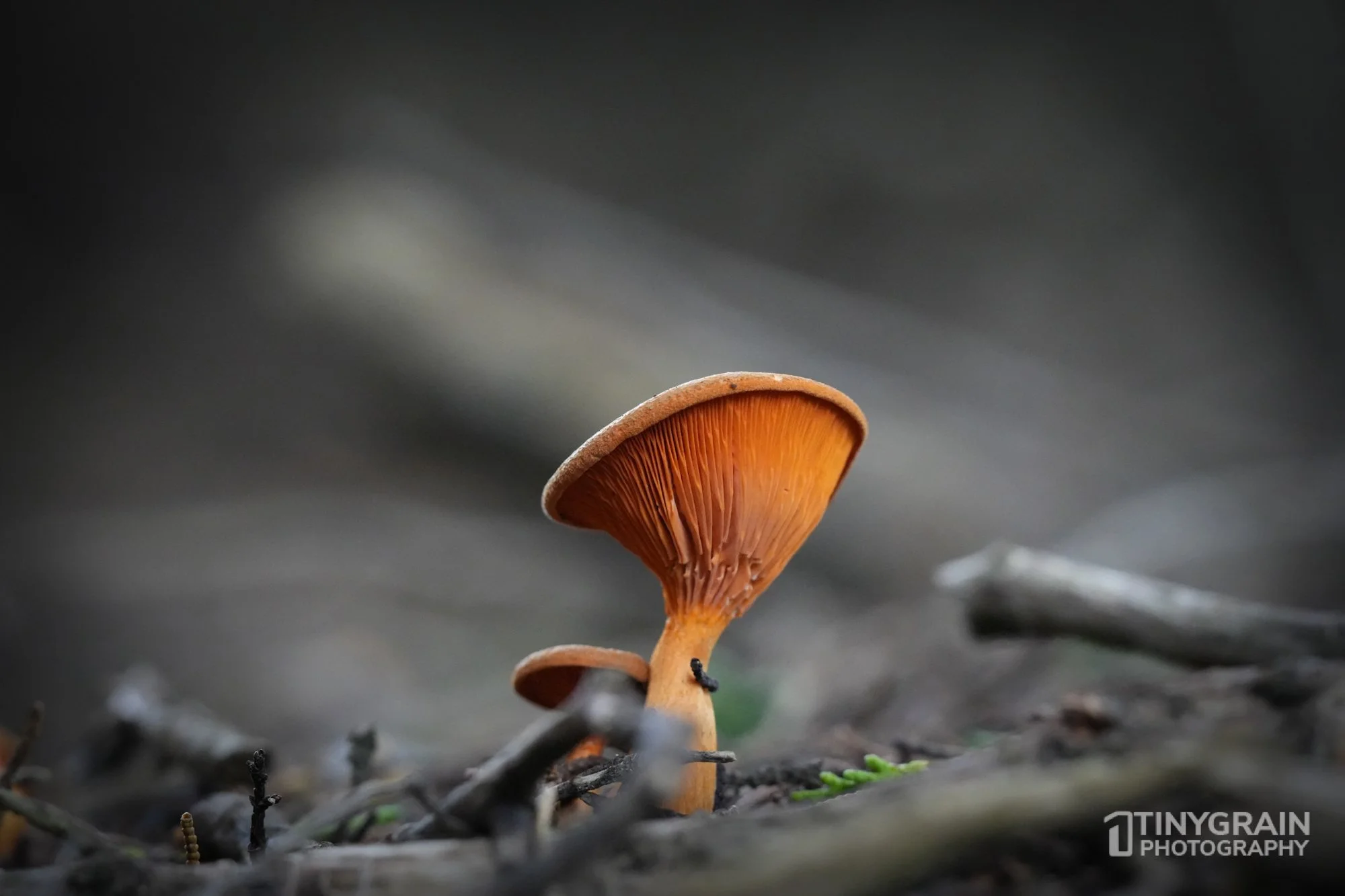 20221223-TSR-A7406268-the-sea-ranch-marine-conservation-pacific-ocean-fungi.jpg