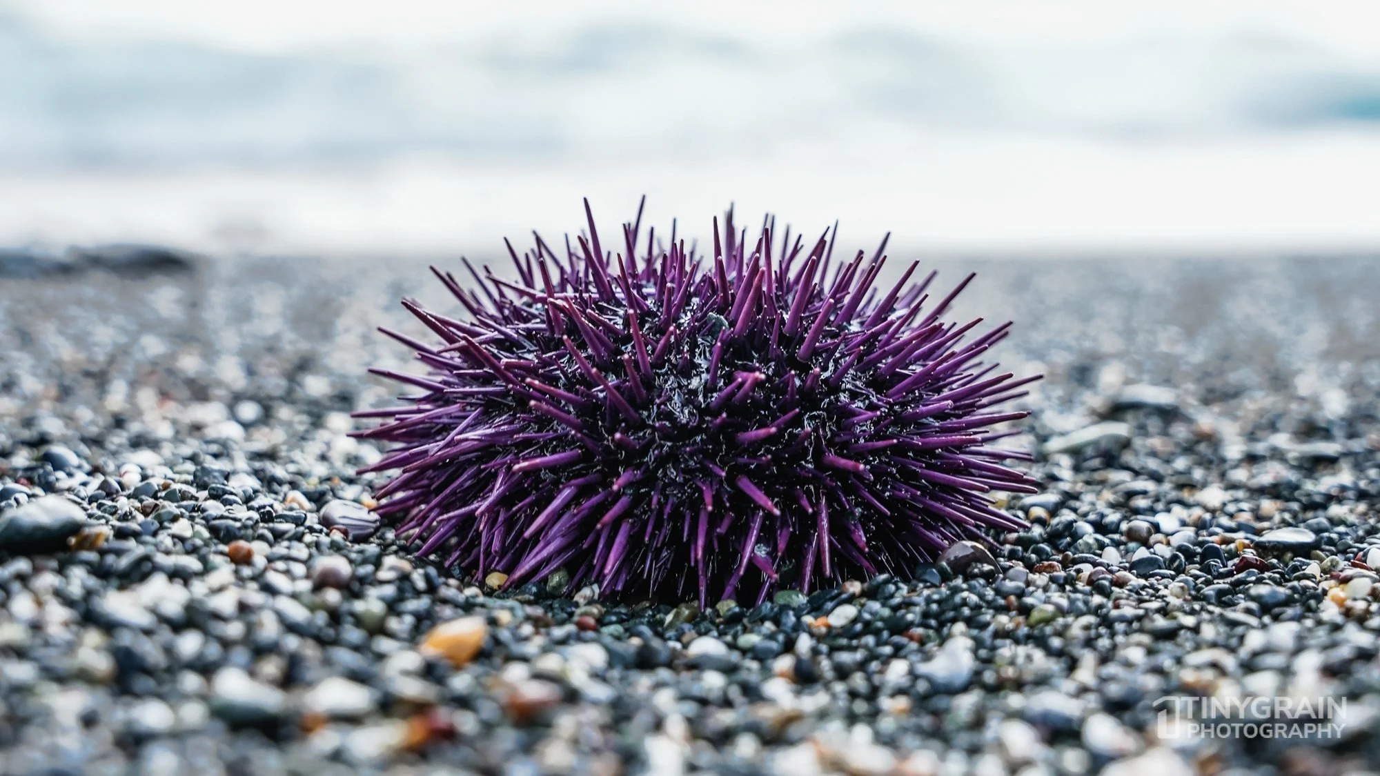 The Sea Ranch Tidepools Purple Urchin