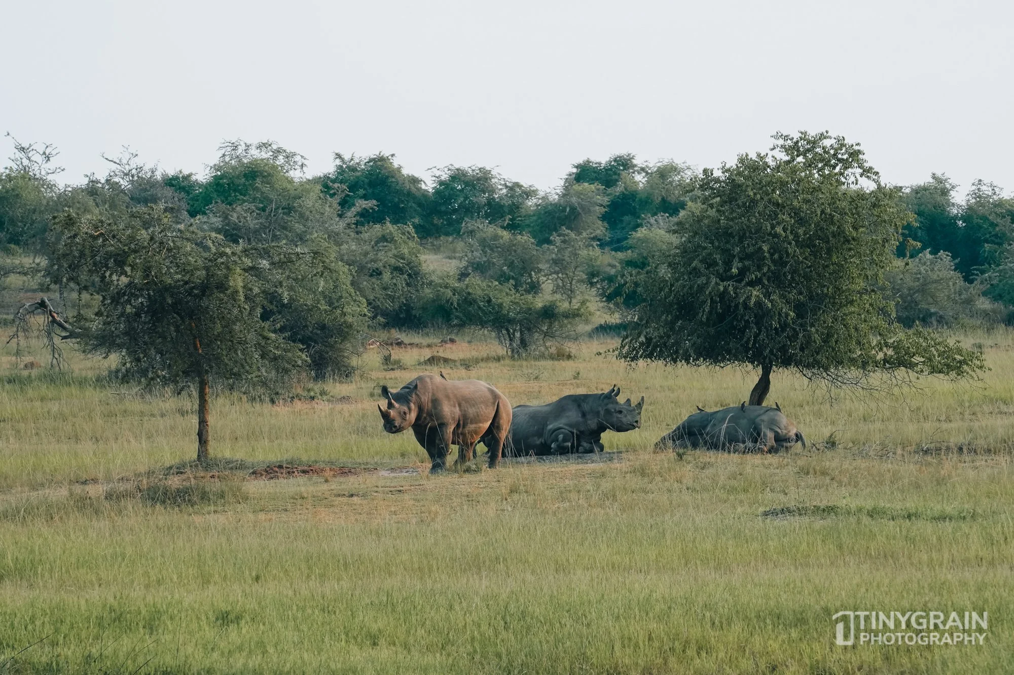 202201-Rwanda-A7409625-akageranationalpark-wildlife-conservation-black-rhino.jpg