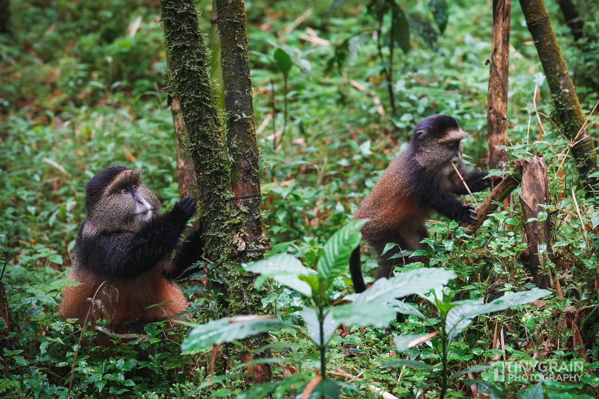 202201-Rwanda-A7403542-virunga-mountain-golden-monkey-eating-bamboo-wildlife-conservation.jpg