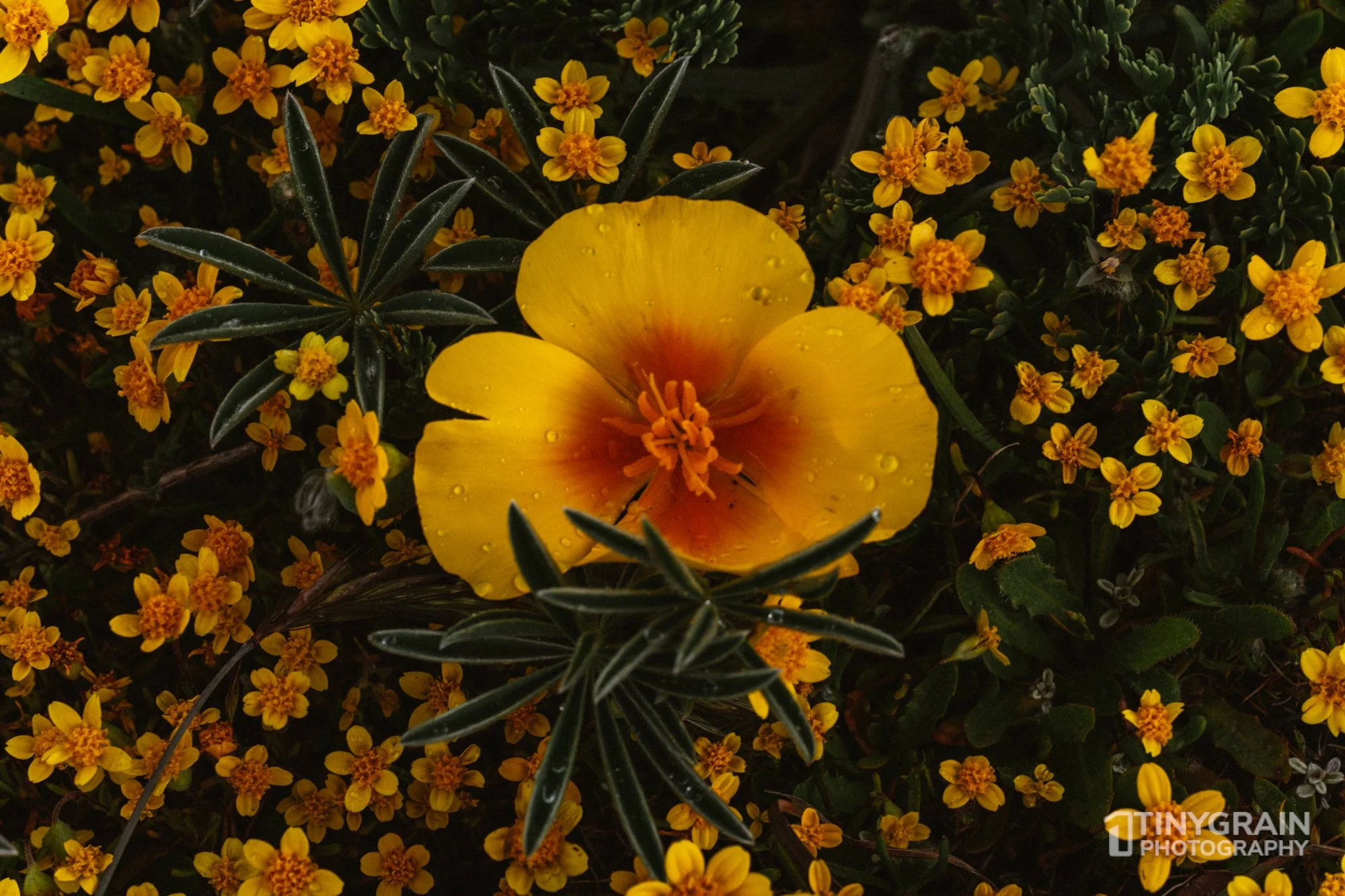 20230503-SalalTrailHike-A7402476-the-sea-ranch-marine-conservation-pacific-ocean-salal-trail-hike-flower.jpg