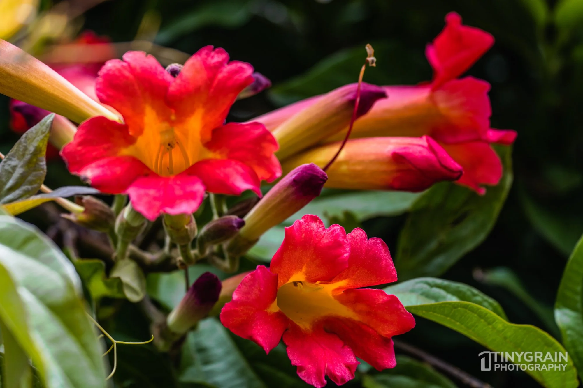 20230528-Sausalito-A7503260-bay-area-sausalito-flower.jpg