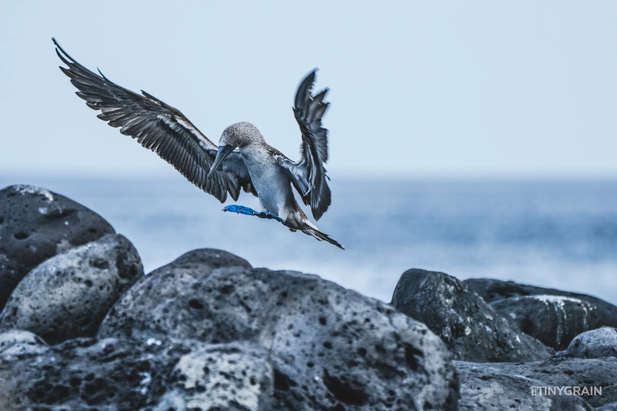 20230808-Galapagos-12-IslaSannCristobal-LobosIslet-A7503344-galapagos-islands-ecuador-wildlife-marine-conservation-species-darwin.jpg