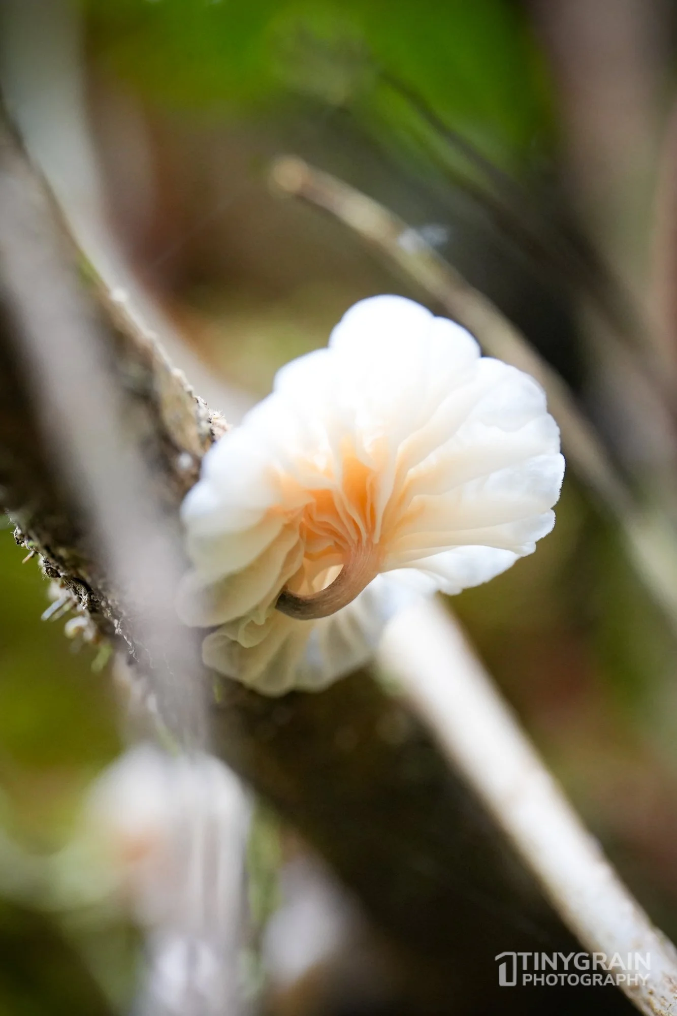 202212-TSR-SalalTrail-A7406399-the-sea-ranch-conservation-pacific-ocean-fungi.jpg