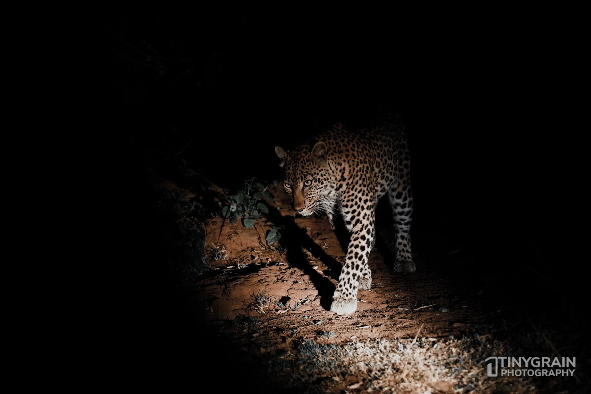 202201-Rwanda-A7409842-akageranationalpark-wildlife-conservation-leopard-night.jpg