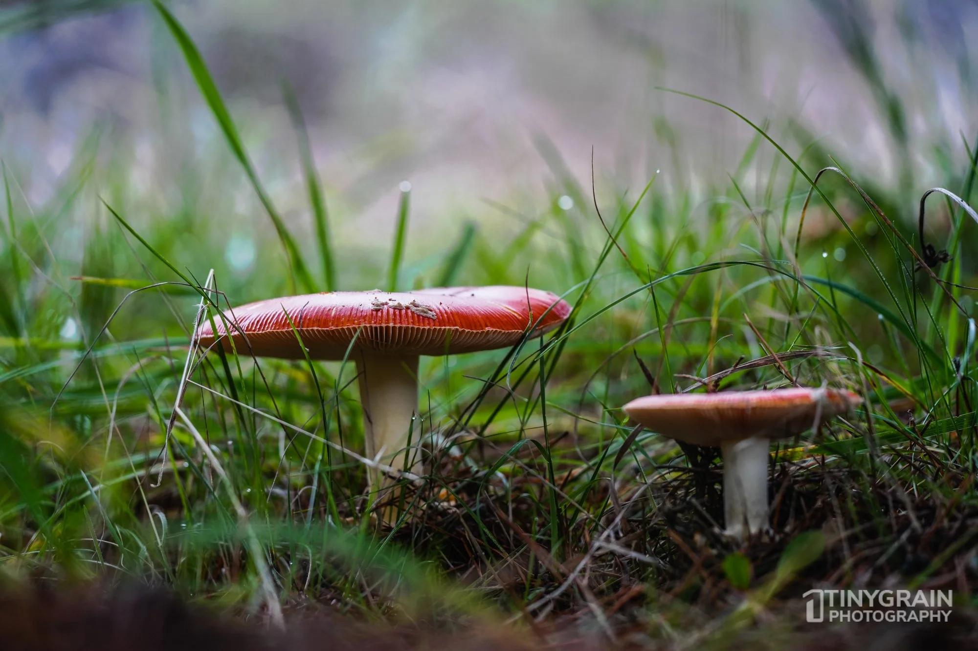 202212-TSR-NorthBluffWalk-A7406687-the-sea-ranch-conservation-pacific-ocean-fungi-amanita.jpg