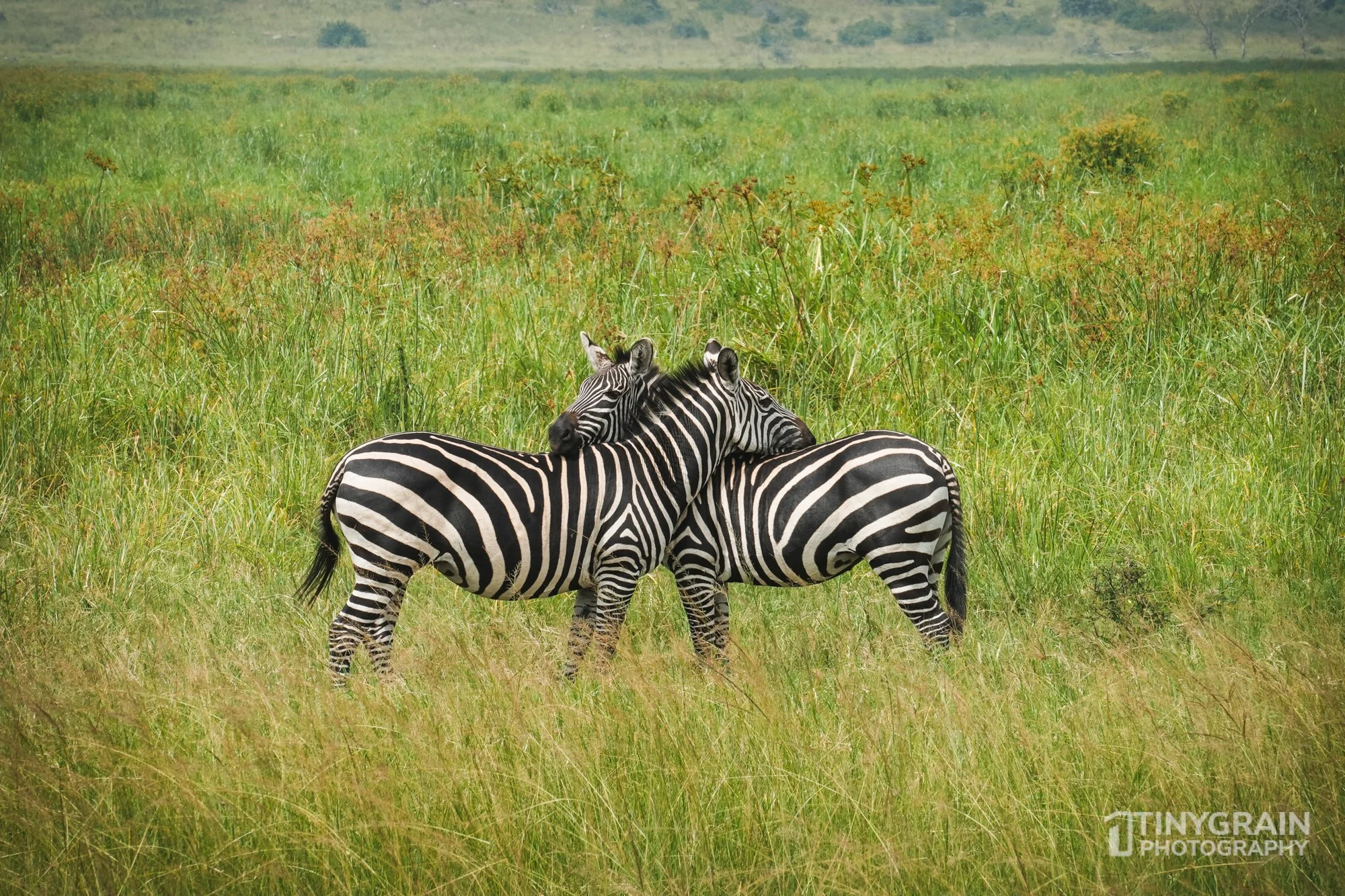202201-Rwanda-A7400454-akageranationalpark-wildlife-conservation-zebras.jpg