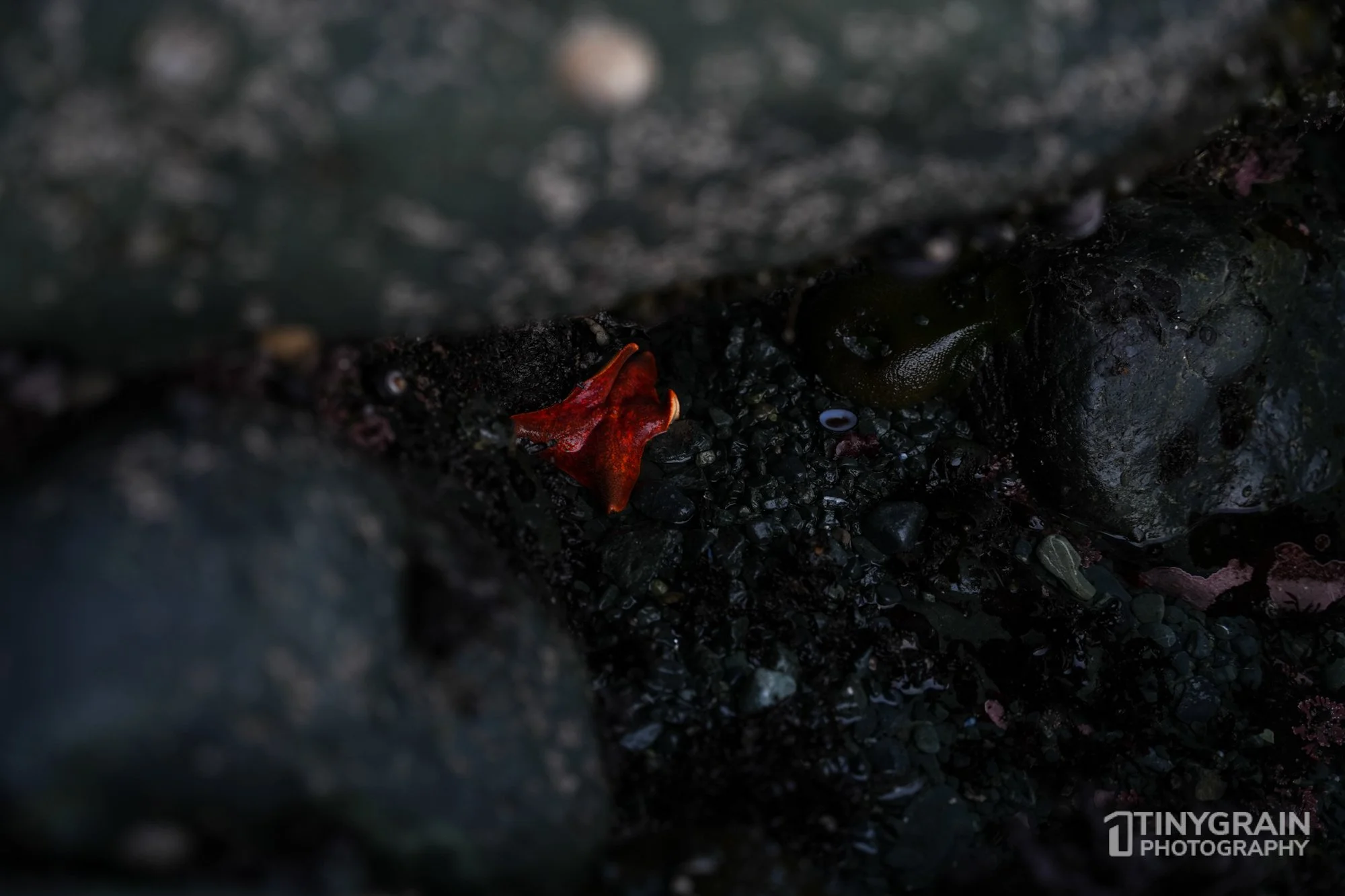 202212-TSR-PebbleBeach-A7405189-the-sea-ranch-marine-conservation-pacific-ocean-red-sea-star-waving.jpg