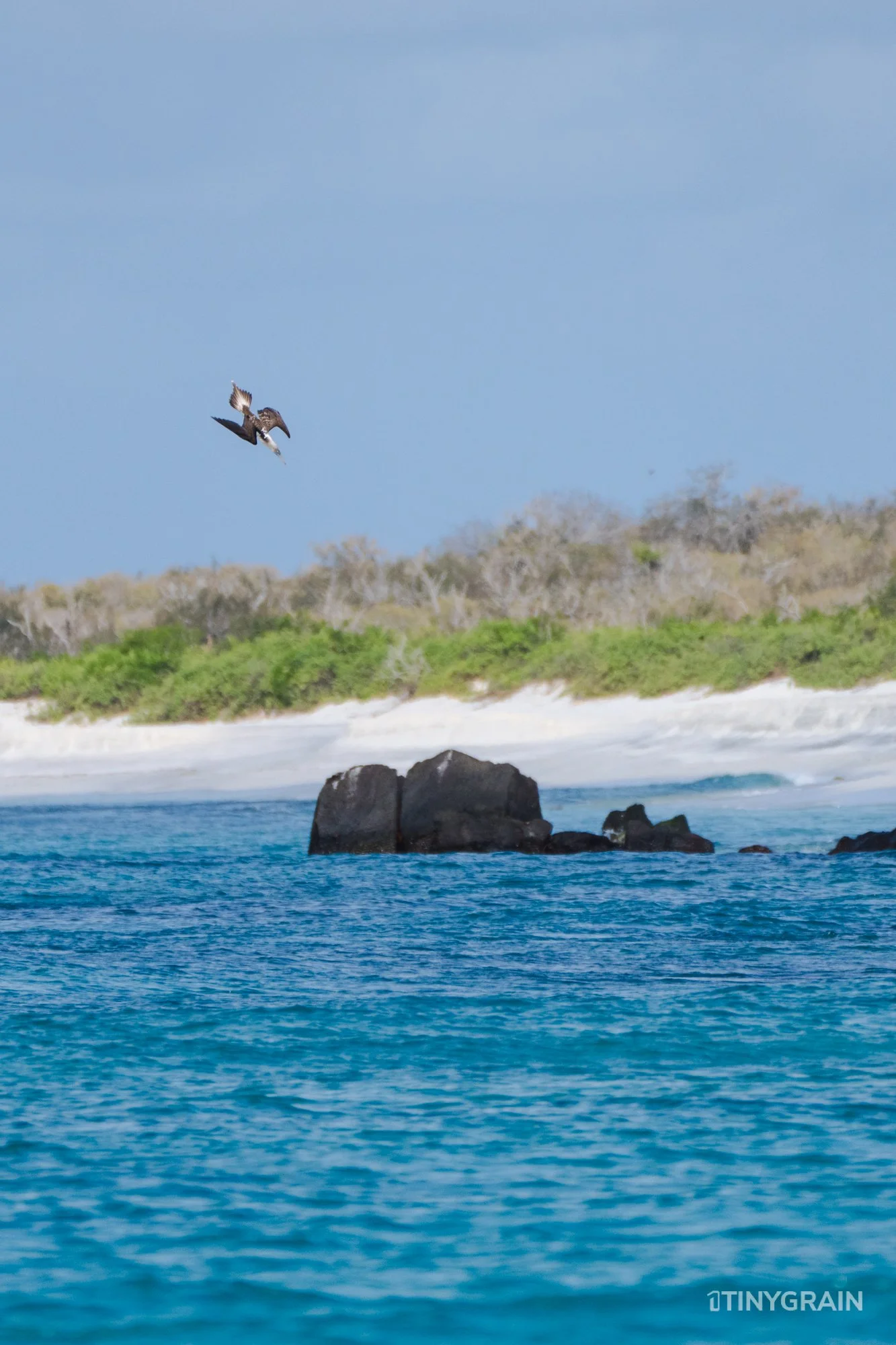 20230807-Galapagos-11-IslaEspanola-GardnerBay-A7502925-galapagos-islands-ecuador-wildlife-marine-conservation-species-darwin.jpg