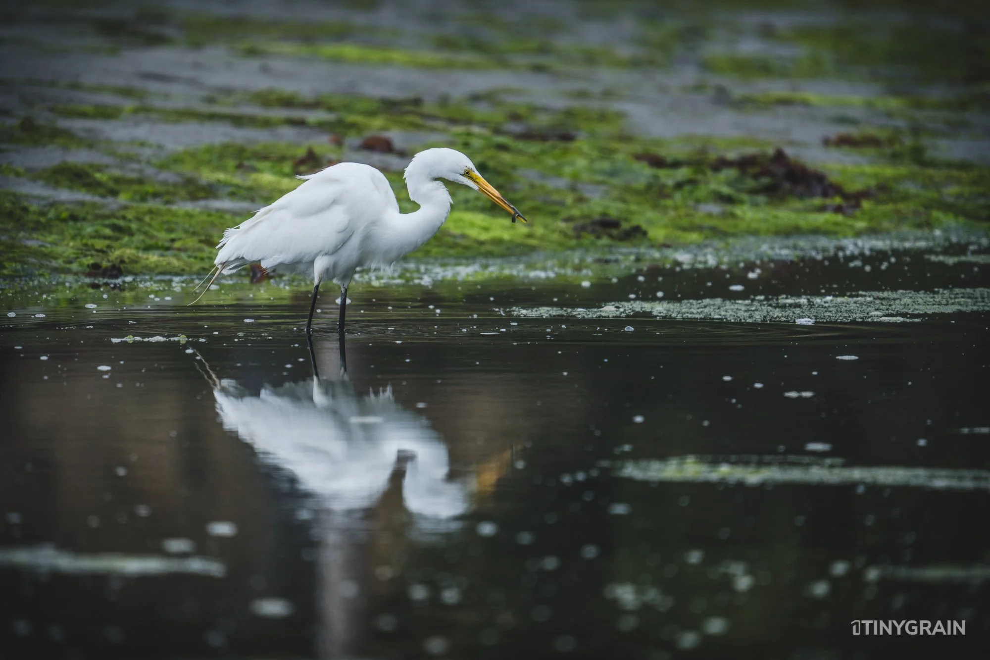 20230715-StinsonBeach-BolinasLagoon-LowTide-A7500633-wildlife-conservation-heron-egret-pelican.jpg
