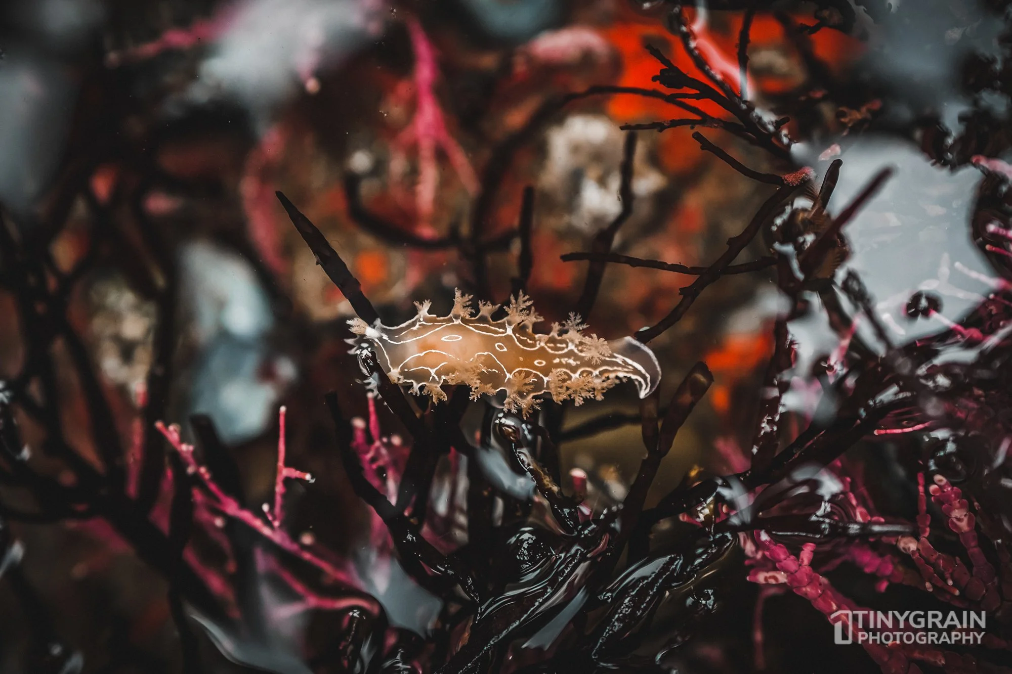 202212-TSR-WalkonBeach-A7405817-the-sea-ranch-marine-conservation-pacific-ocean-tidepools-nudibranch.jpg