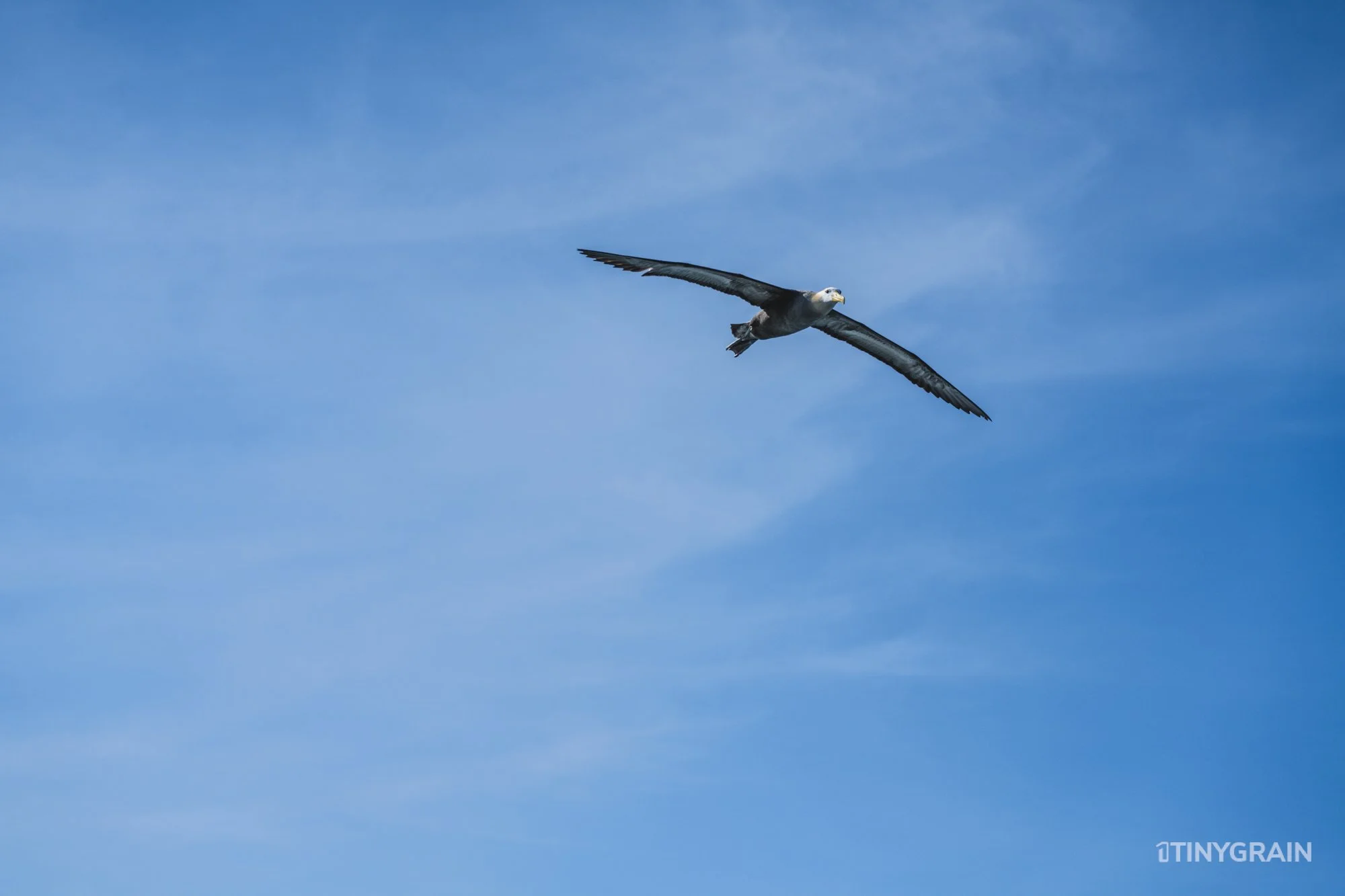 20230807-Galapagos-10-IslaEspanola-SuarezPoint-A7502353-galapagos-islands-ecuador-wildlife-marine-conservation-species-darwin.jpg