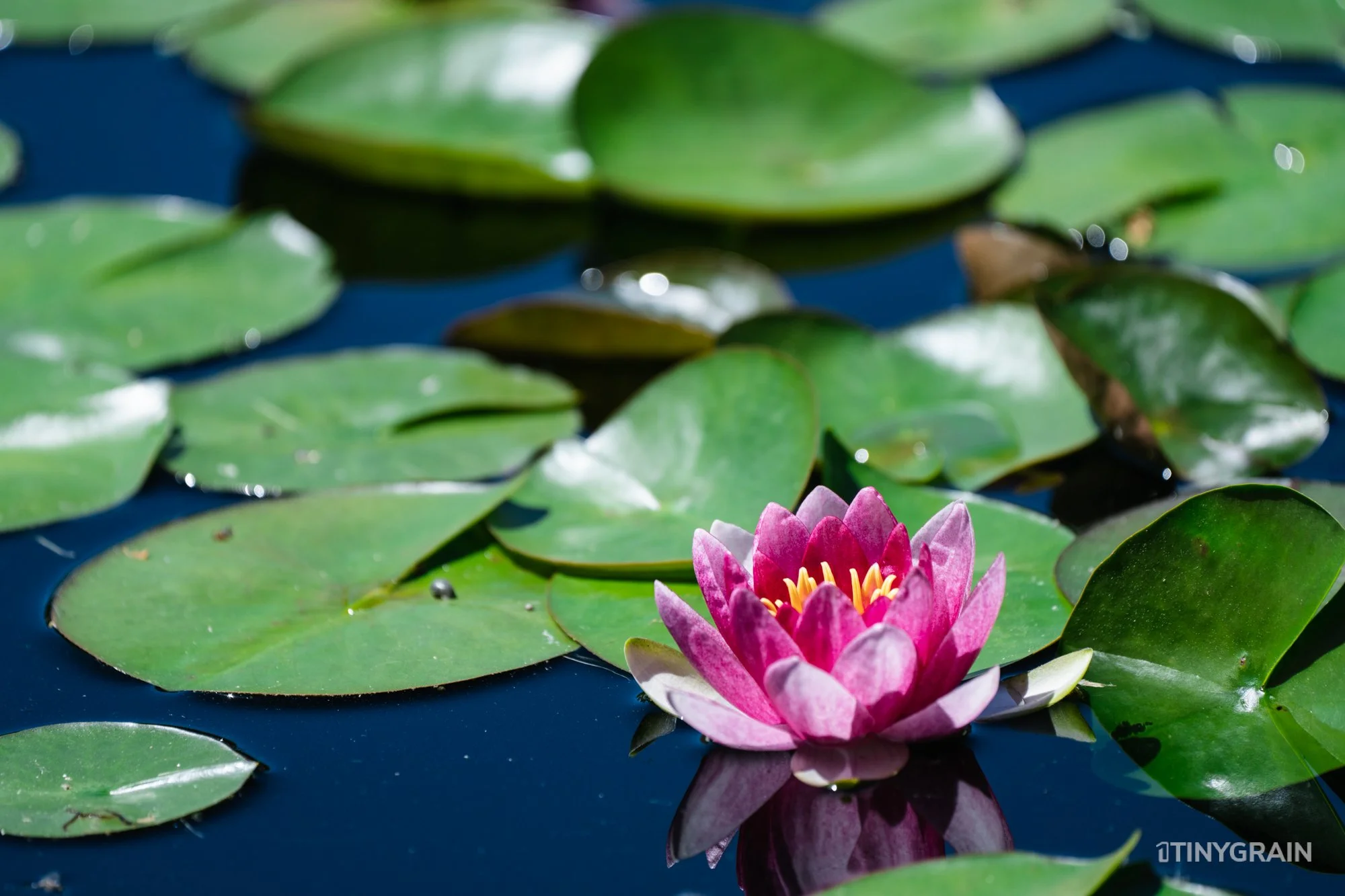 A7504027-Colorado-Denver-BotanicalGardens-WaterLily.jpg