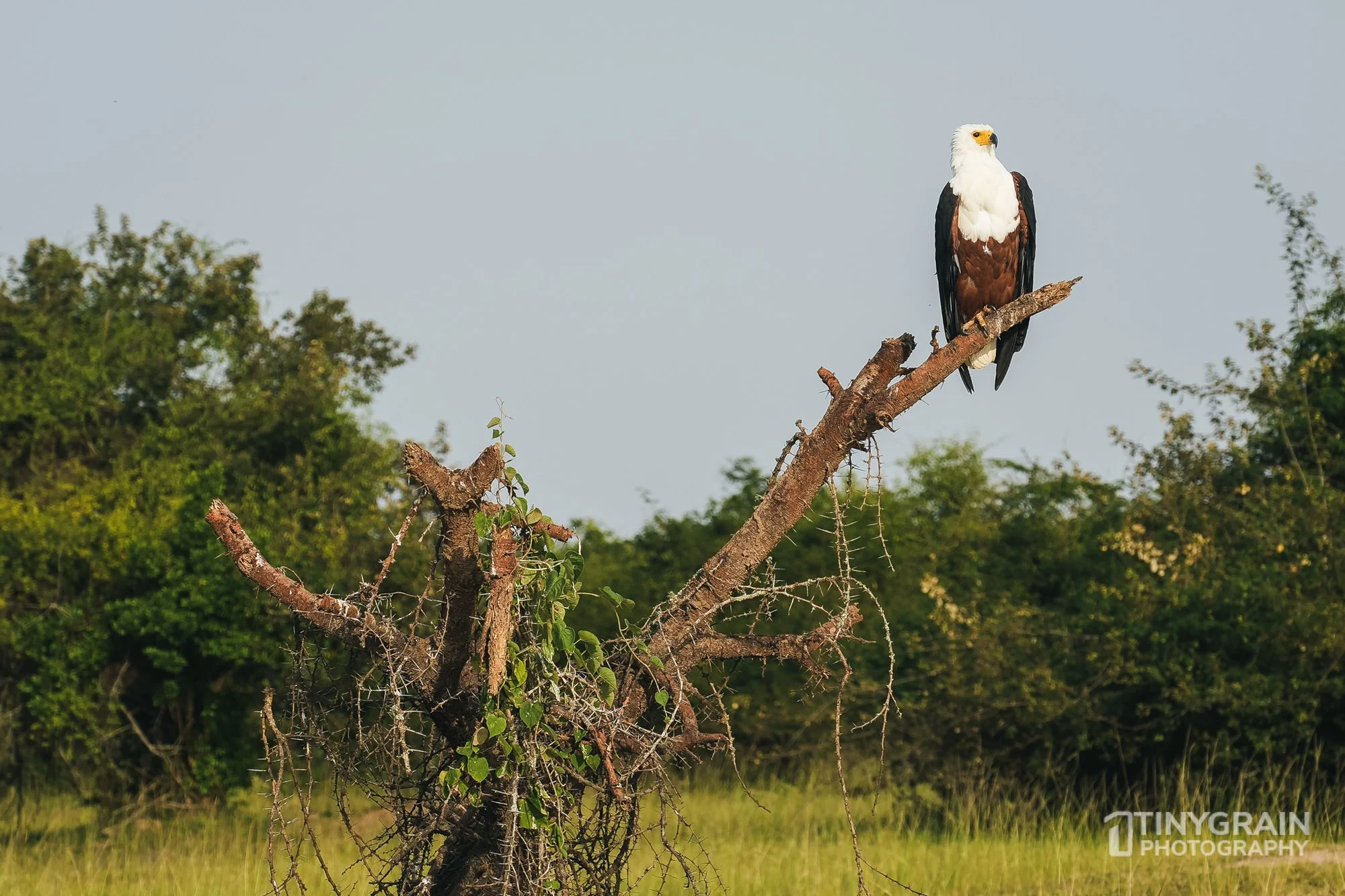202201-Rwanda-A7409554-akageranationalpark-wildlife-conservation-fish-eagle.jpg